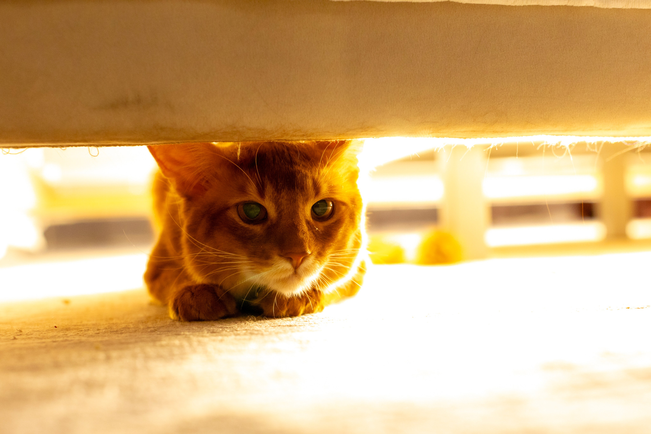 Сомали. Art my Pho