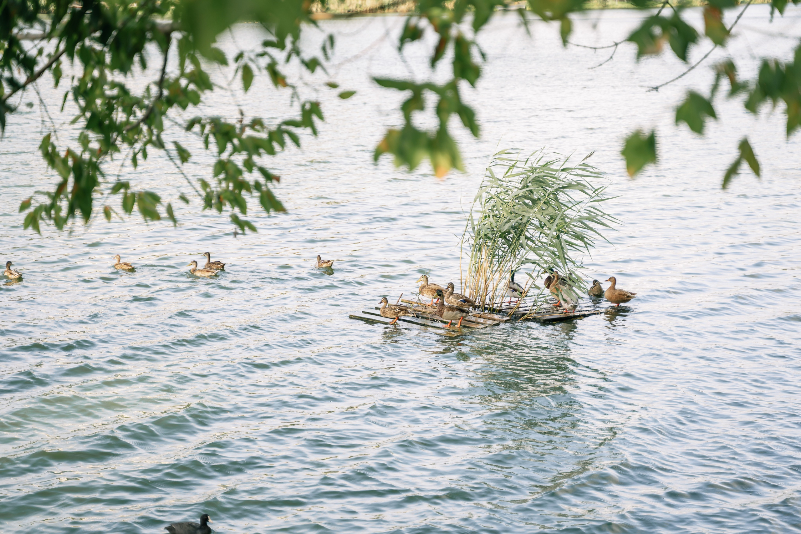 Анастасия и Артем. Свадебный и семейный фотограф в Краснодаре Миненко Кристина