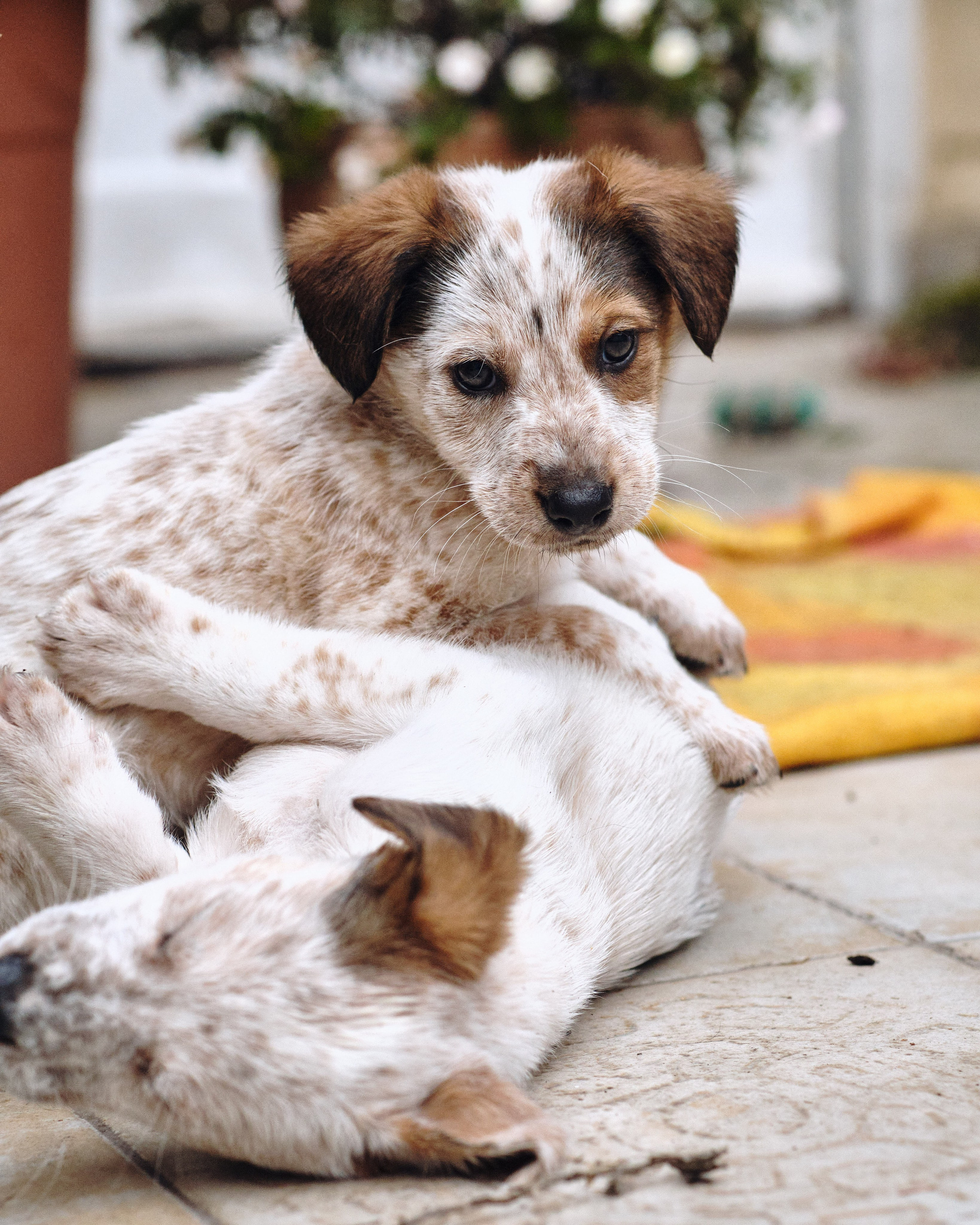Animals. Sasha Shu — retoucher and photographer