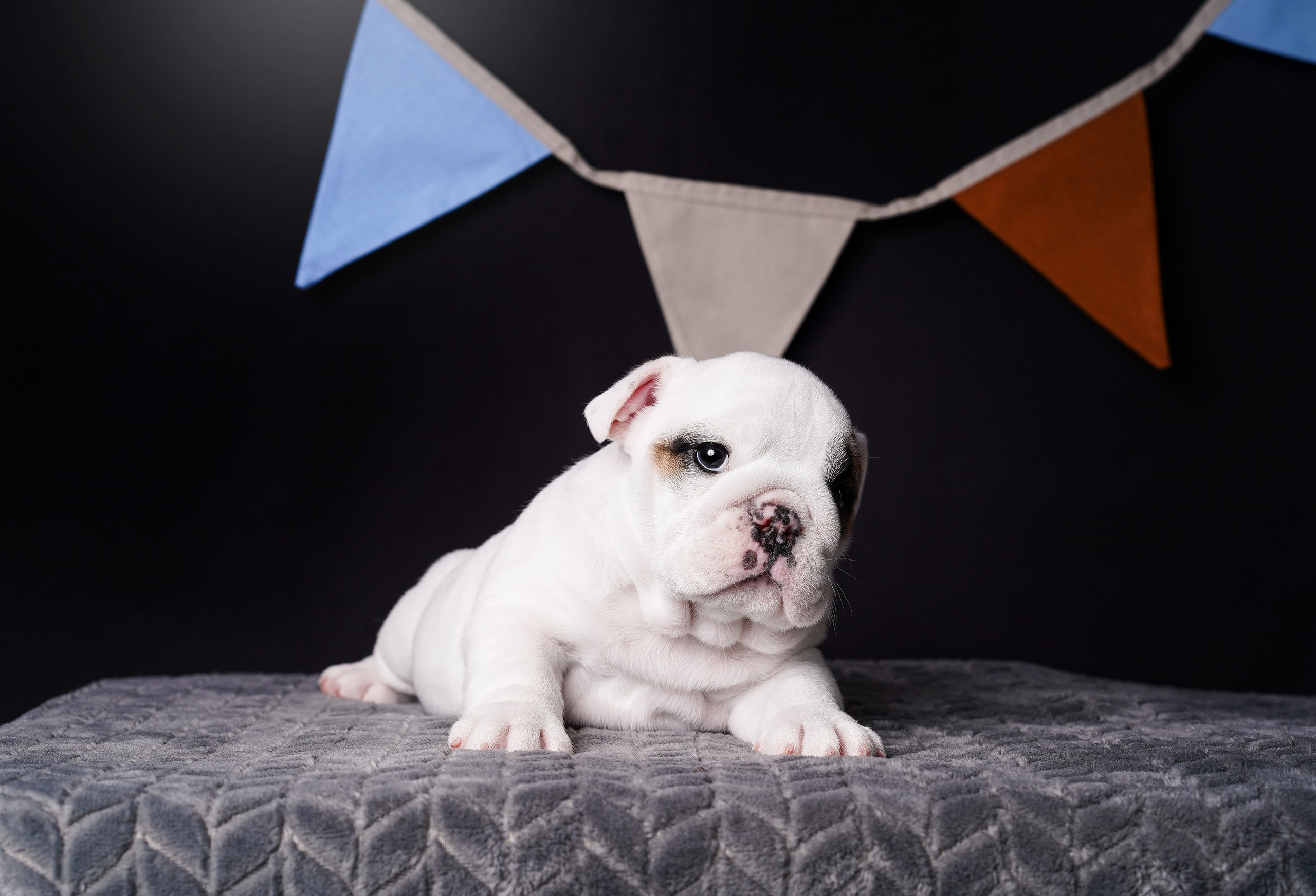 Щенки бульдога. Фотограф-анималист в Санкт-Петербурге Яна Мартынова