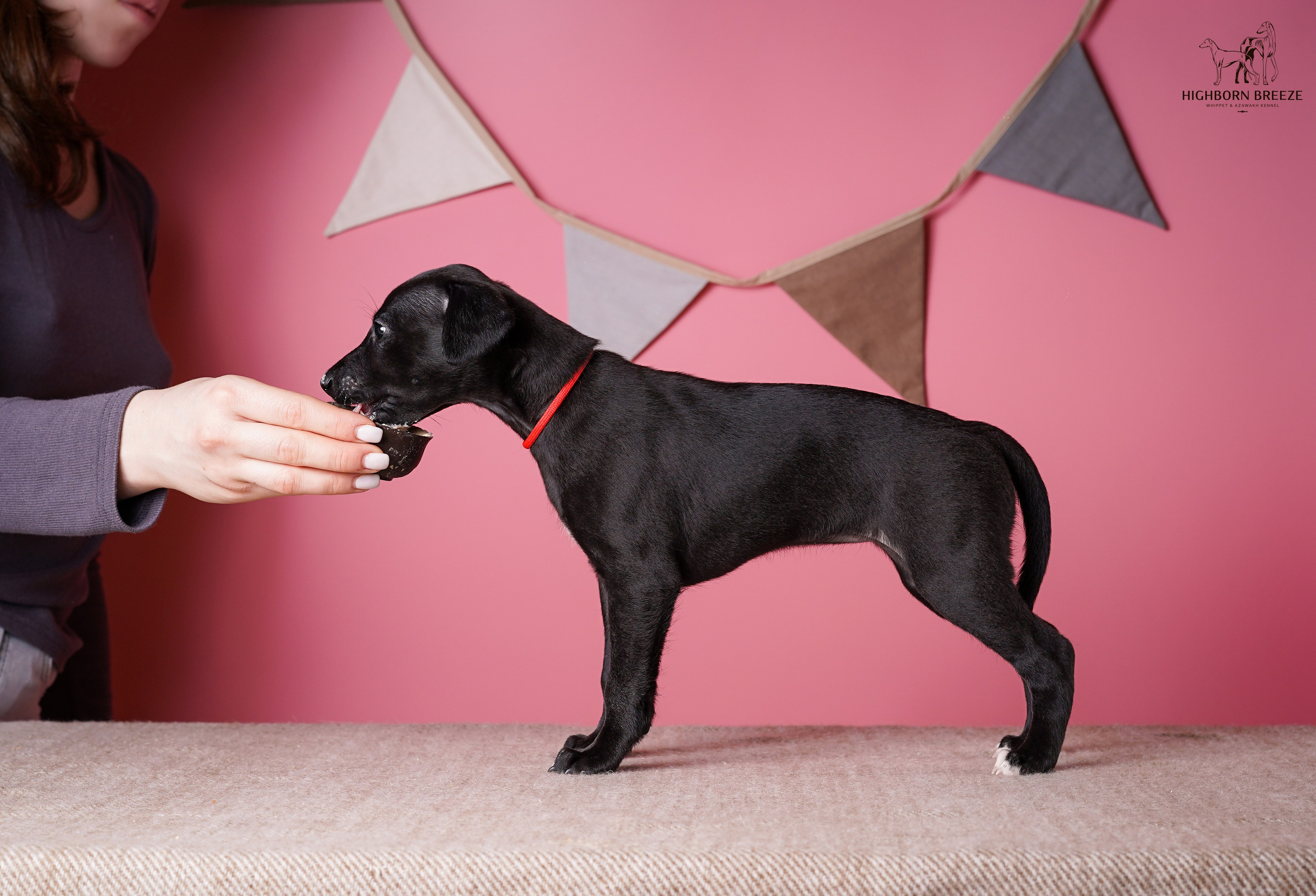 Щенки уиппета. Фотограф-анималист в Санкт-Петербурге Яна Мартынова