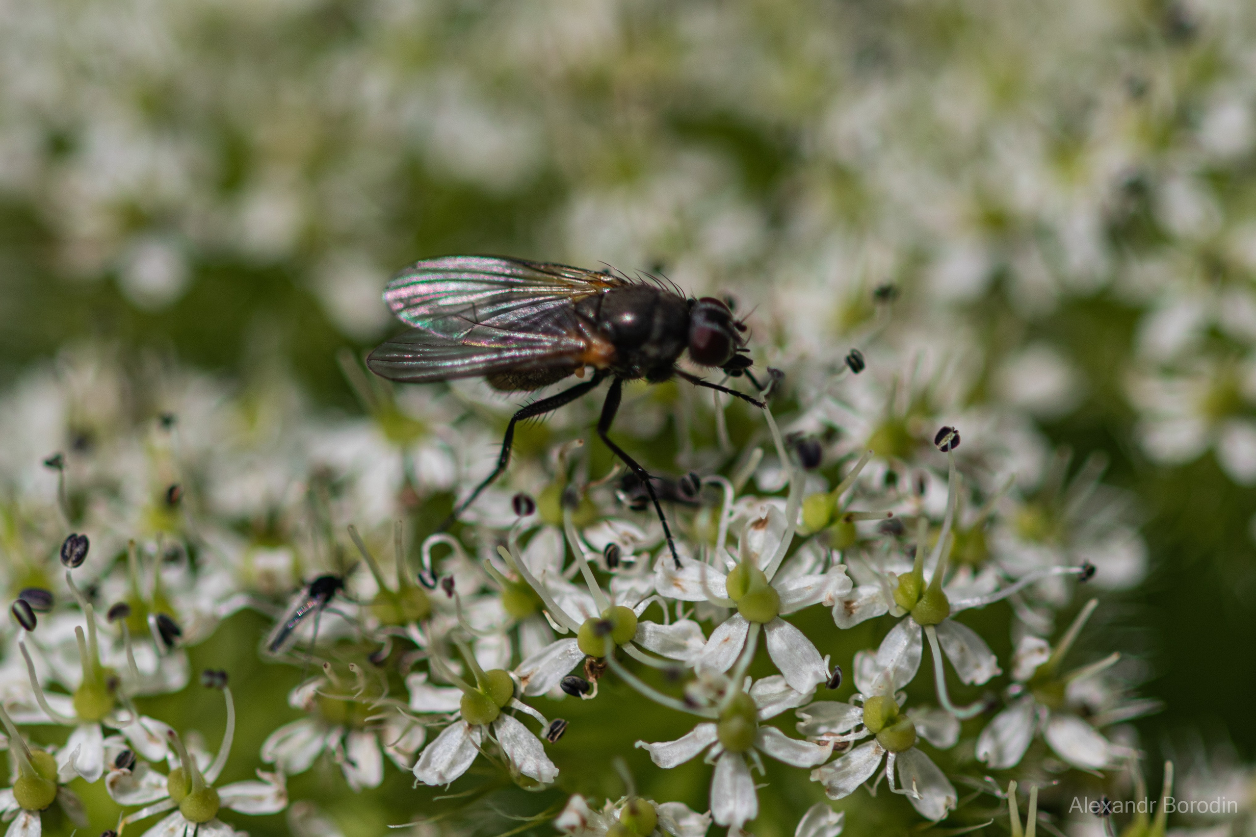 Макро. Профессиональный фотограф Александр Бородин