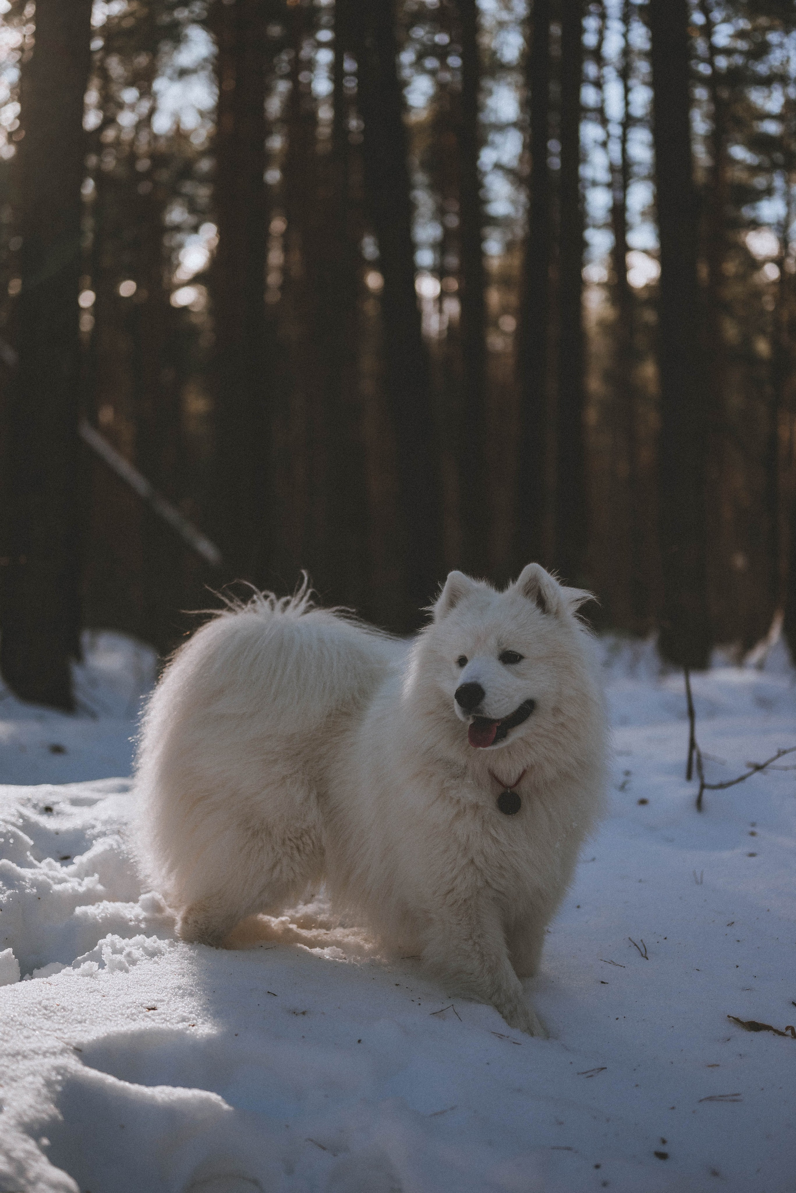 Евгений и Юлия с Каем. Фотограф Кристина Пархоменко