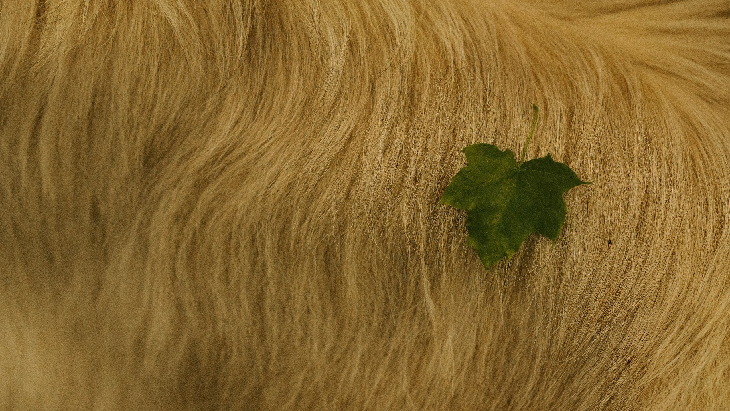 Акиро и Йоши. Фотограф- анималист Александра Матвеева