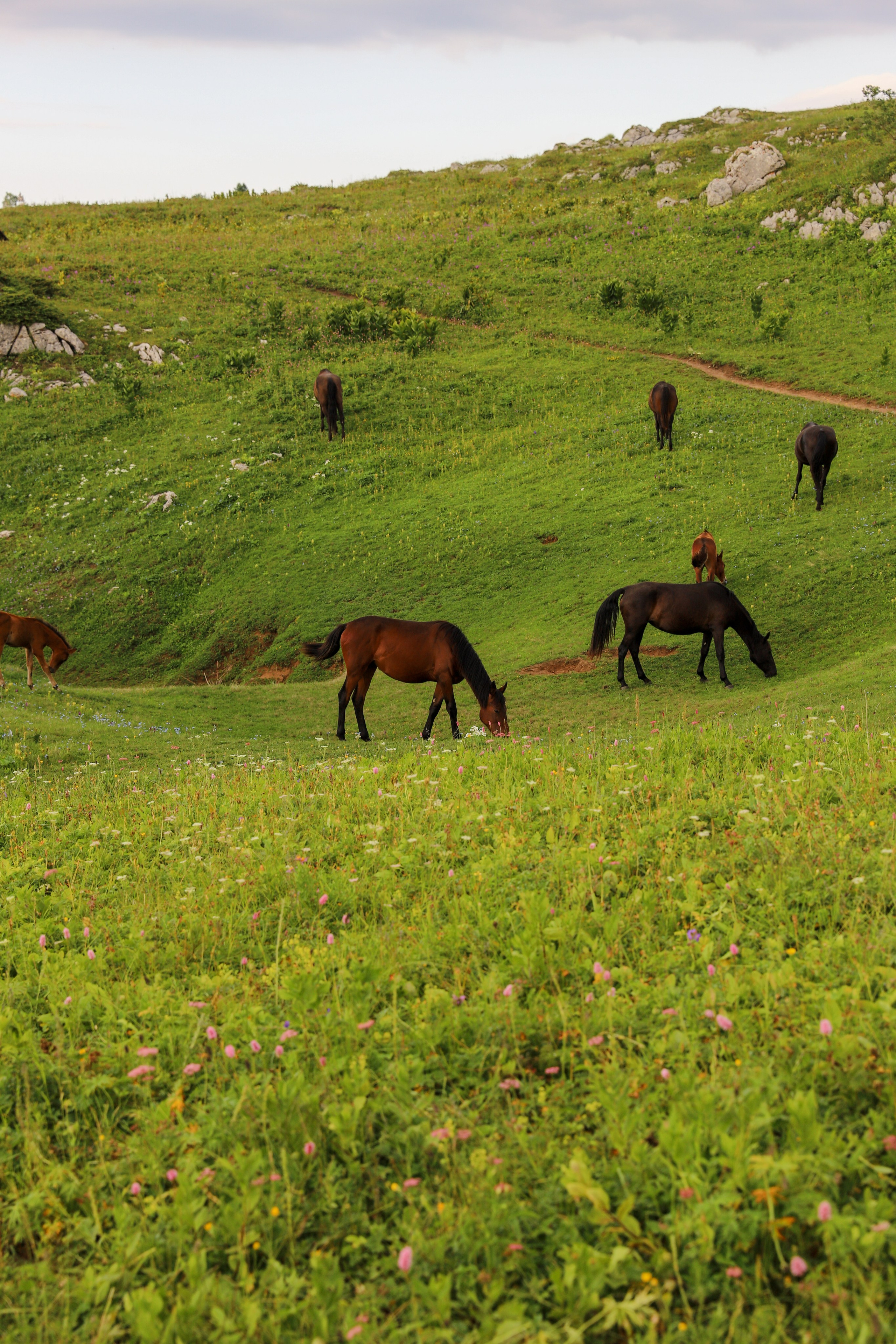 Горный пейзаж с изображением табуна лошадей, мирно пасущихся на воле  