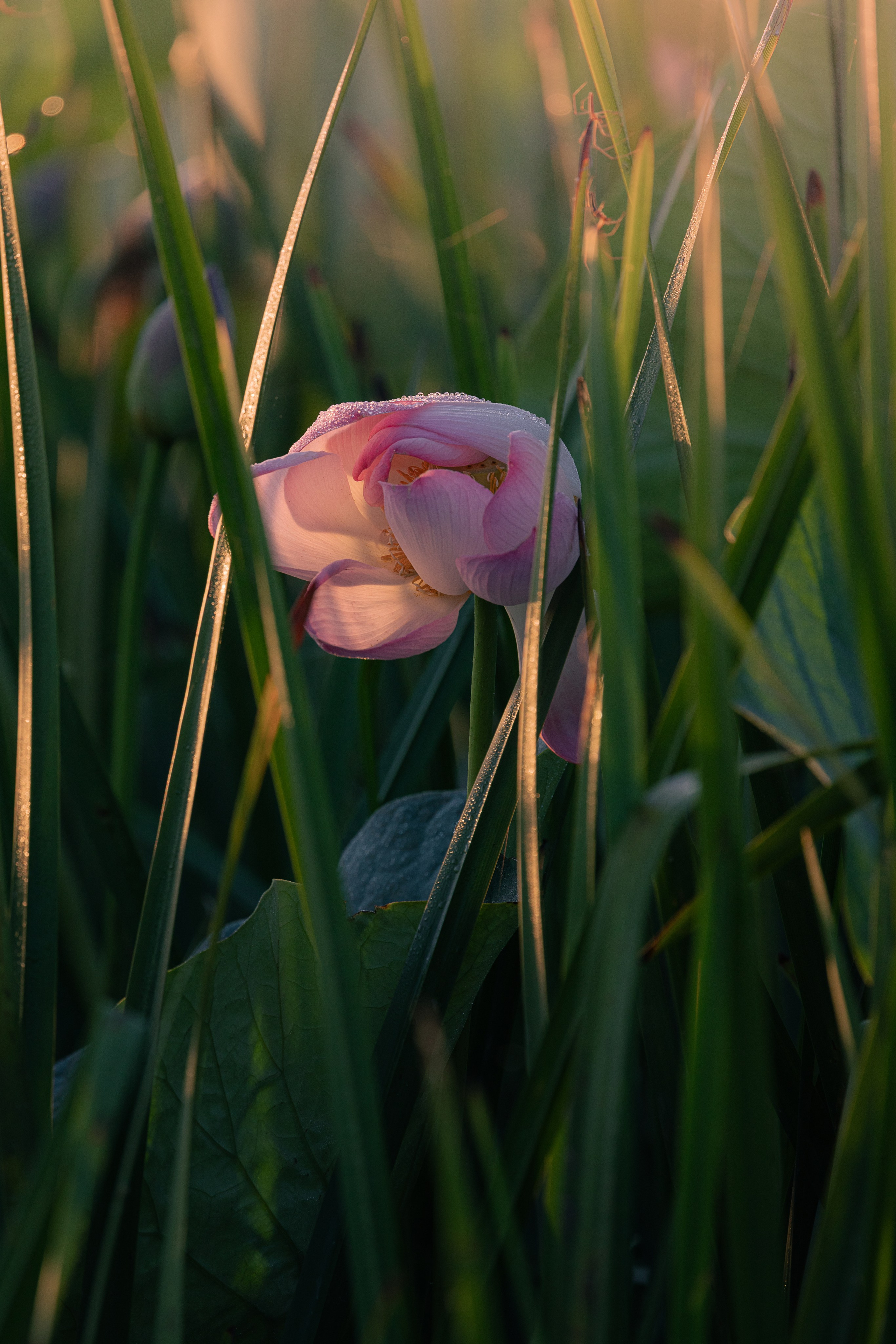 Астраханская область 2025 | Фотограф Дмитрий Купрацевич. Дмитрий Купрацевич профессиональный пейзажный и travel-фотограф