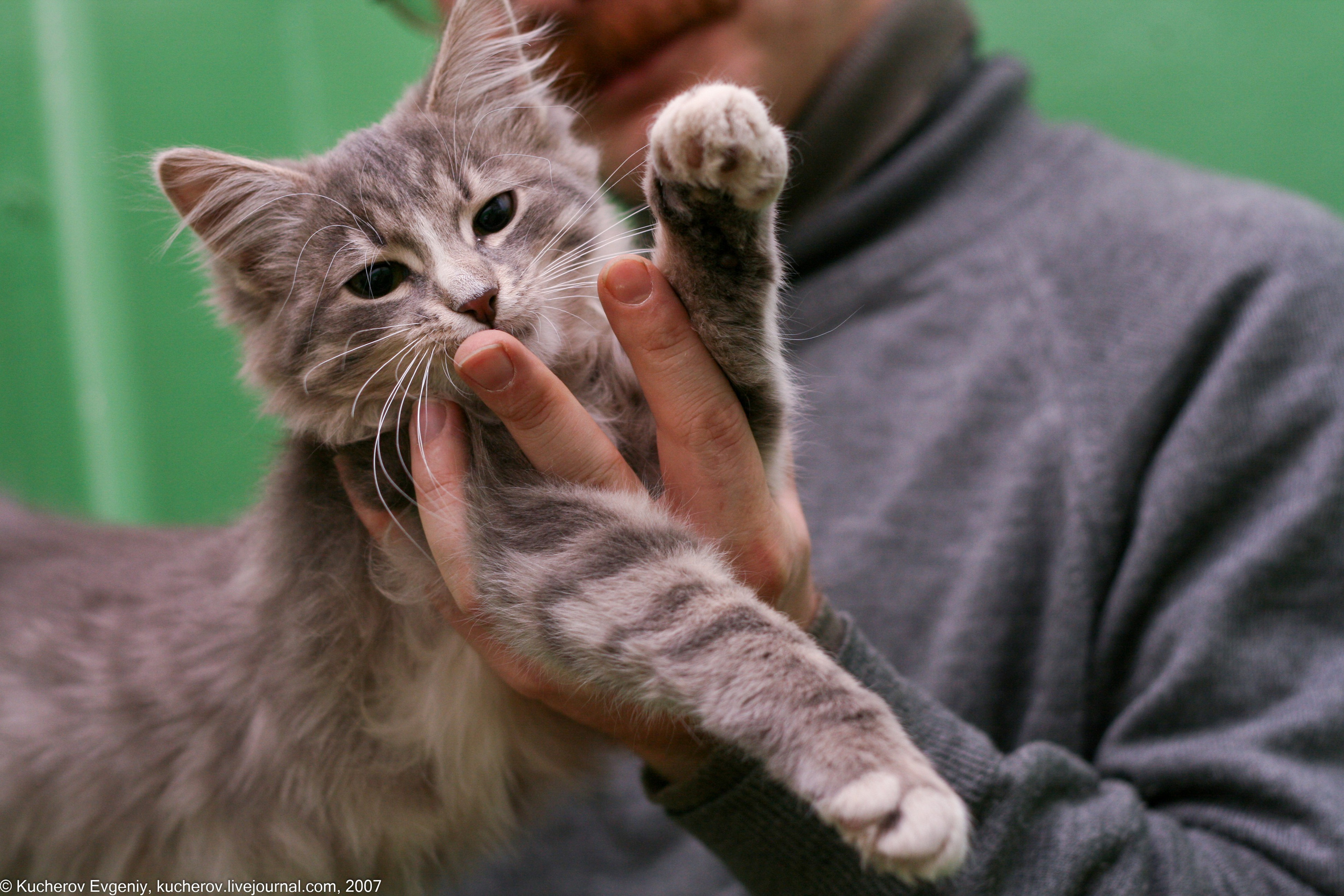 Животные. Кучеров Евгений. Фотограф