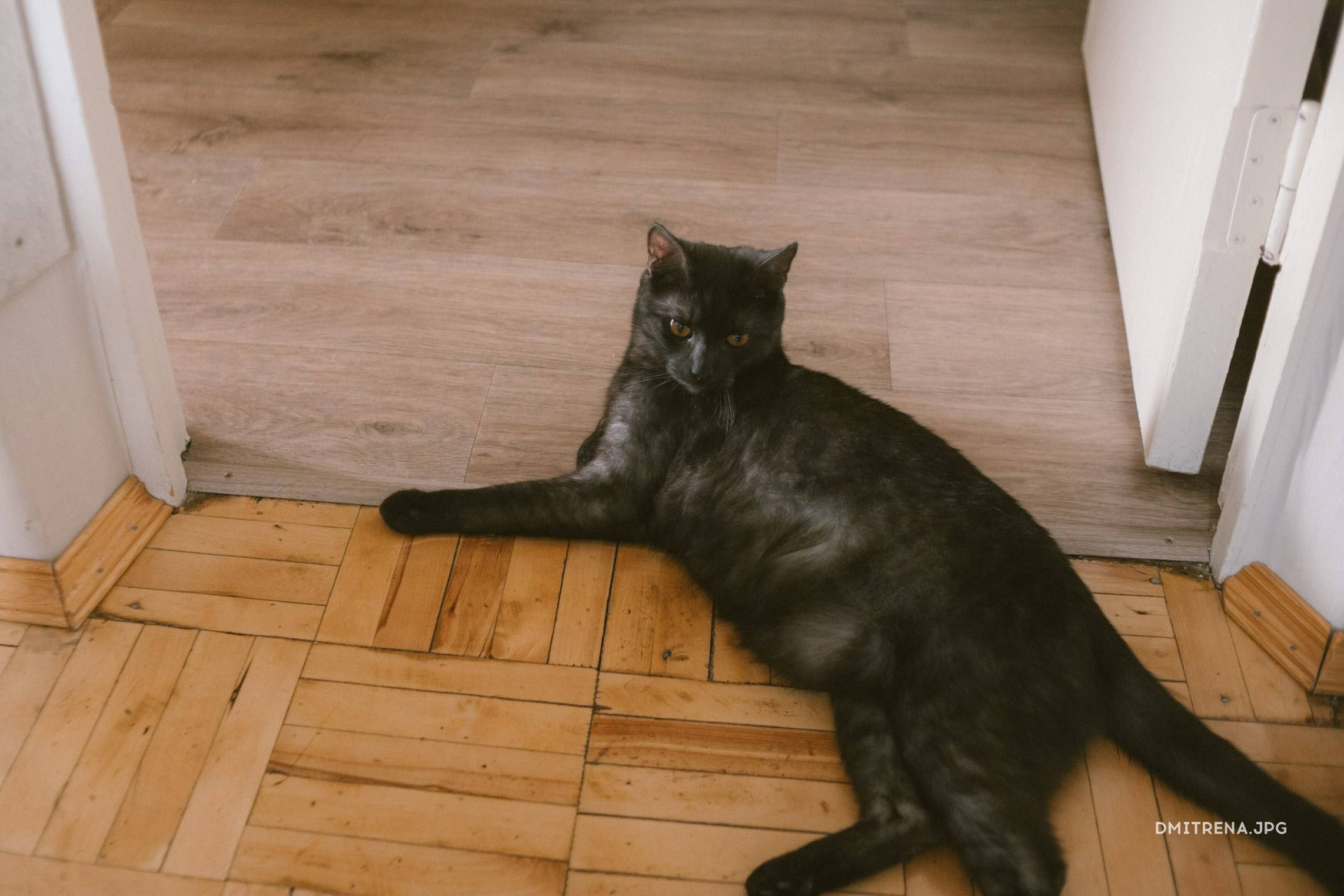 Софа, Кирилл и пушистые друзья. Фотограф Елена Балакина (Челябинск)