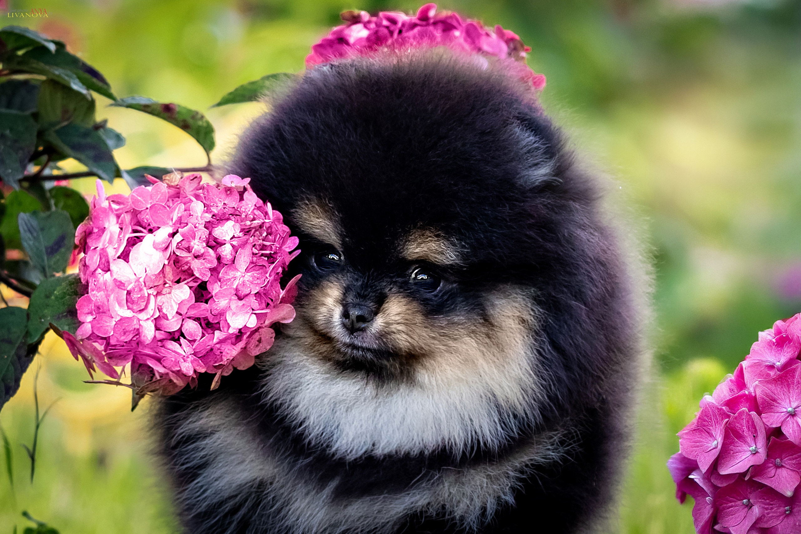 Шпцулики. Фотограф анималист Аня Ливанова | Рыбинск