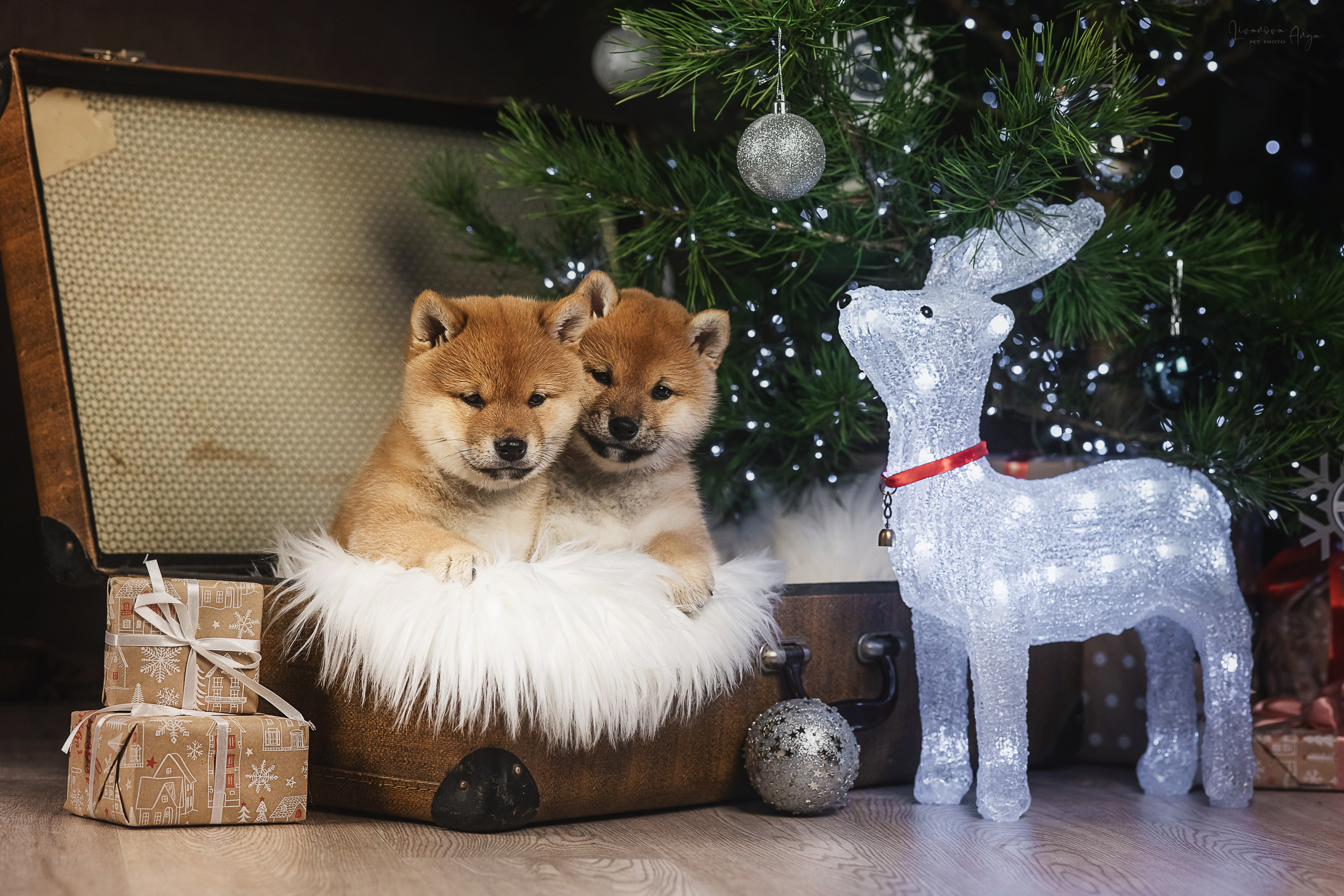 Фотодень_1 2025. Фотограф анималист Аня Ливанова | Рыбинск