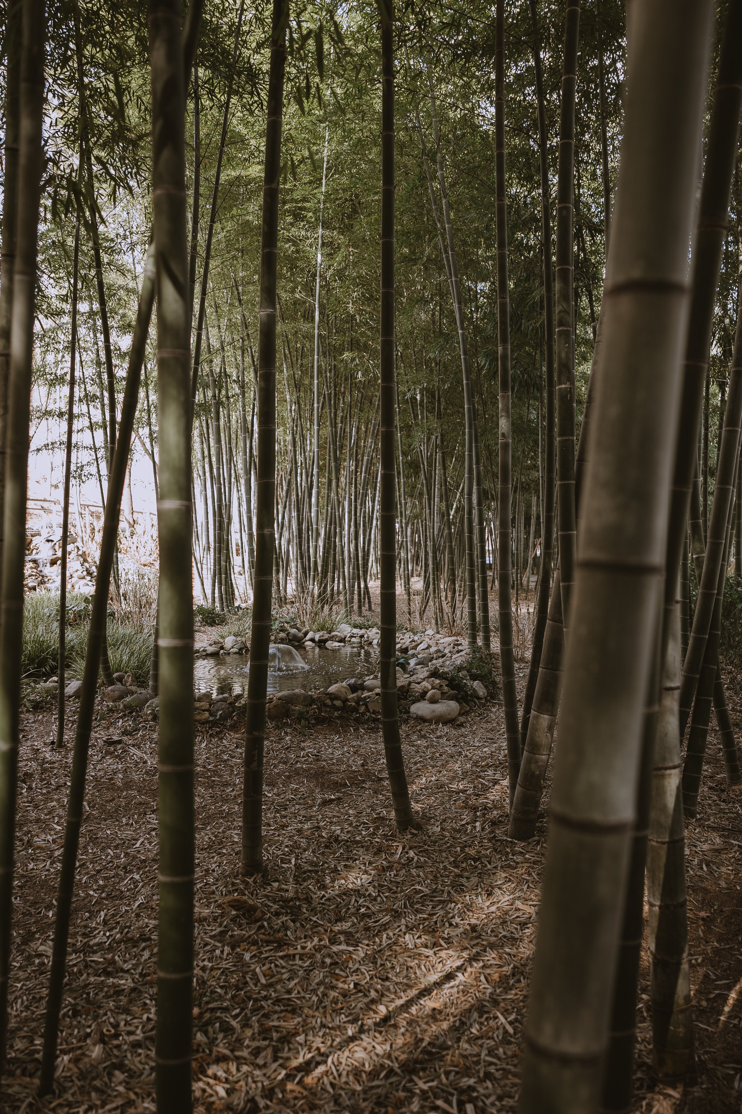 Walking photo session in Busan. Your photographer in Busan (South Korea) Aleksandra Anufriy