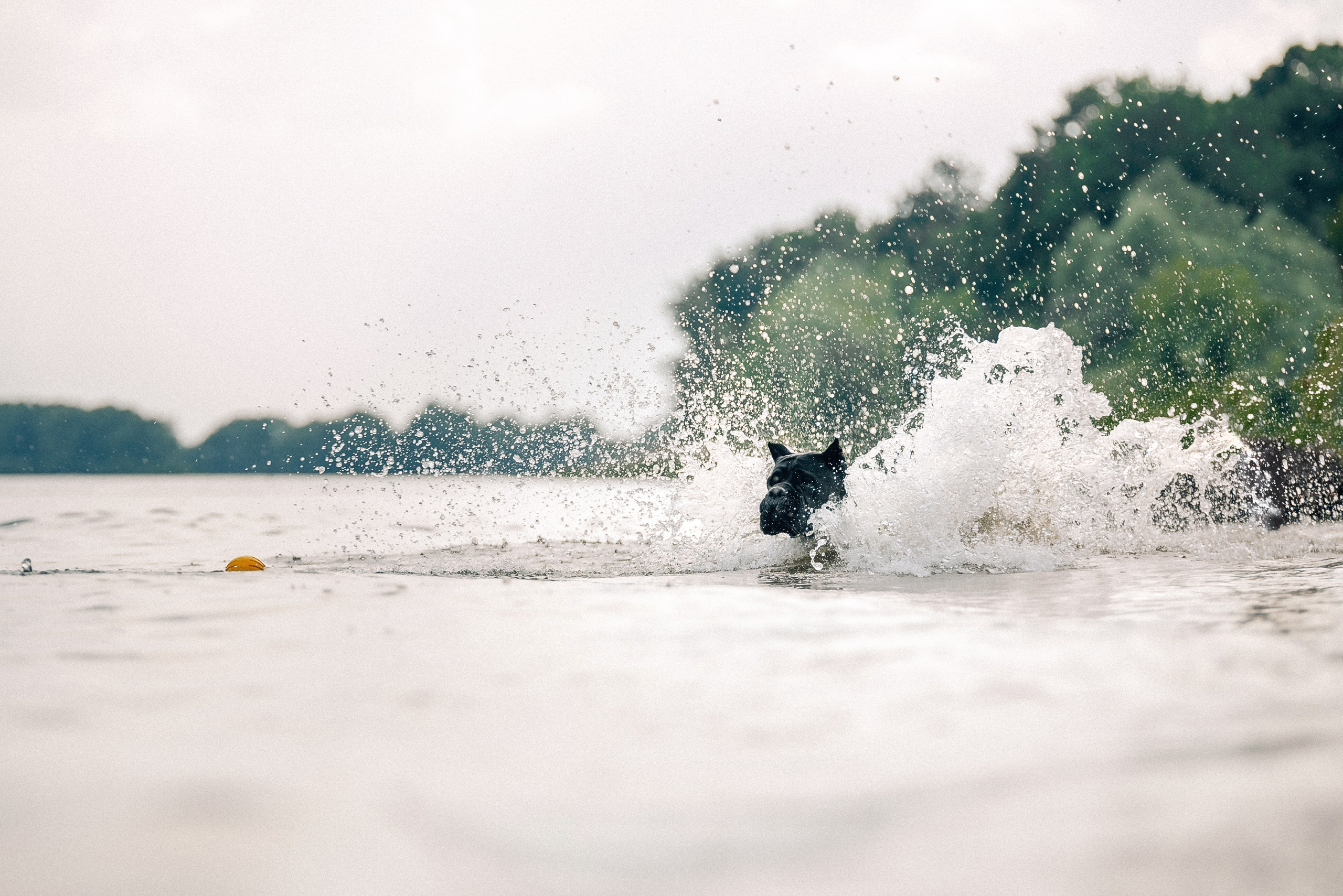 Арина и Николь. Фотограф-анималист Анастасия Парфенова|Екатеринбург