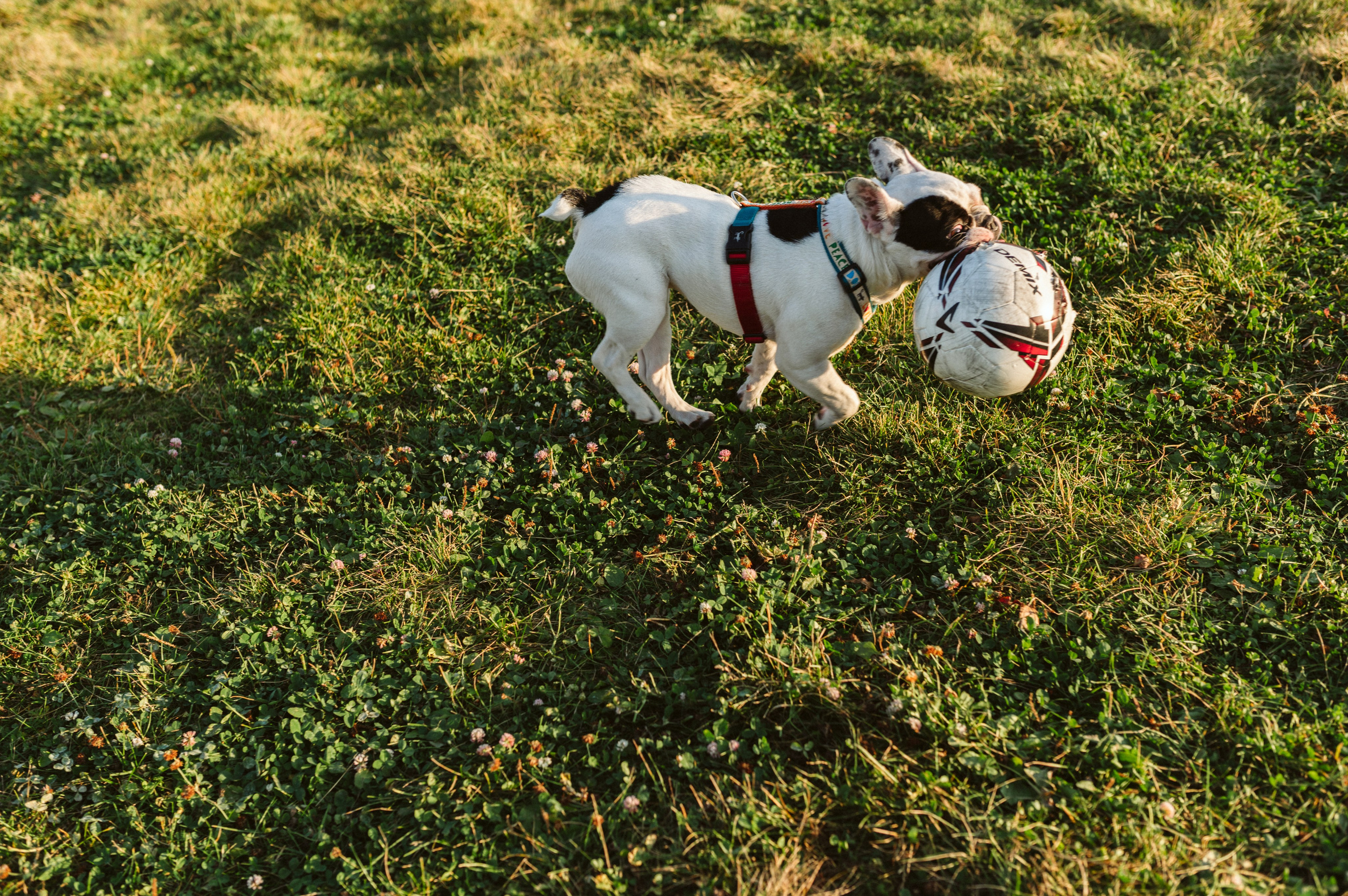 Инна и Белль. Фотограф анималист в Москве Ольга Агушева