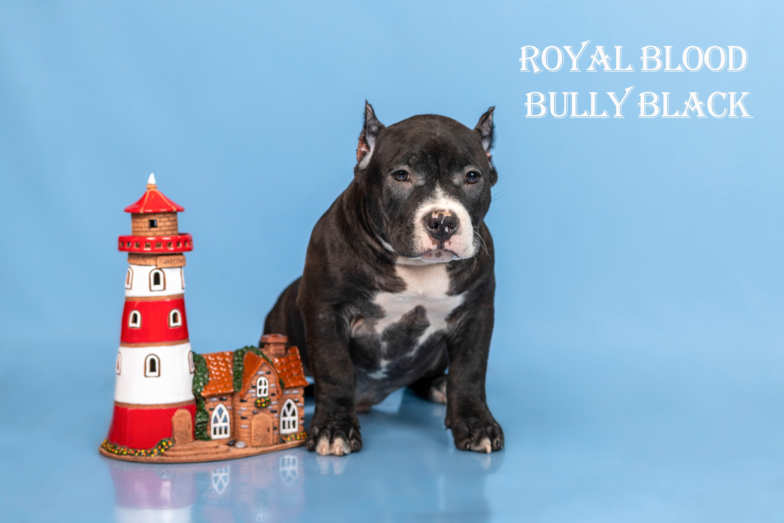 Американский булли!. Фотограф 📸 семейный, предметный, репортажный