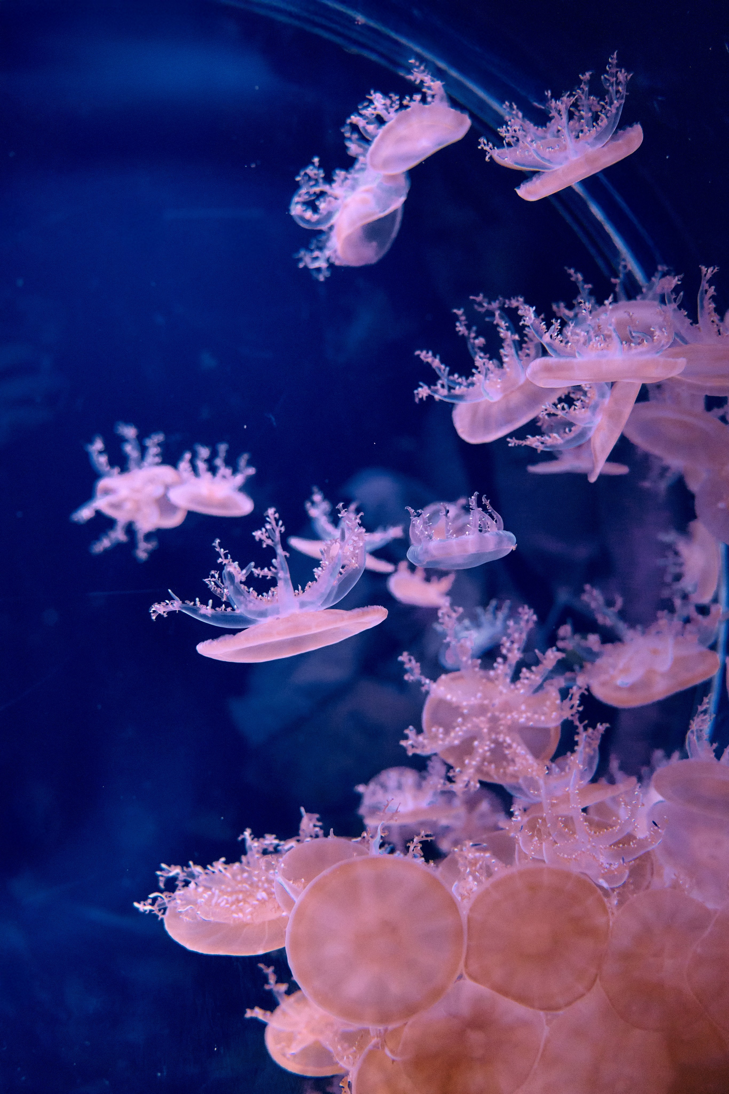 Japan / Osaka≫Kyoto≫Tokyo. Aleksandr Kobtsev