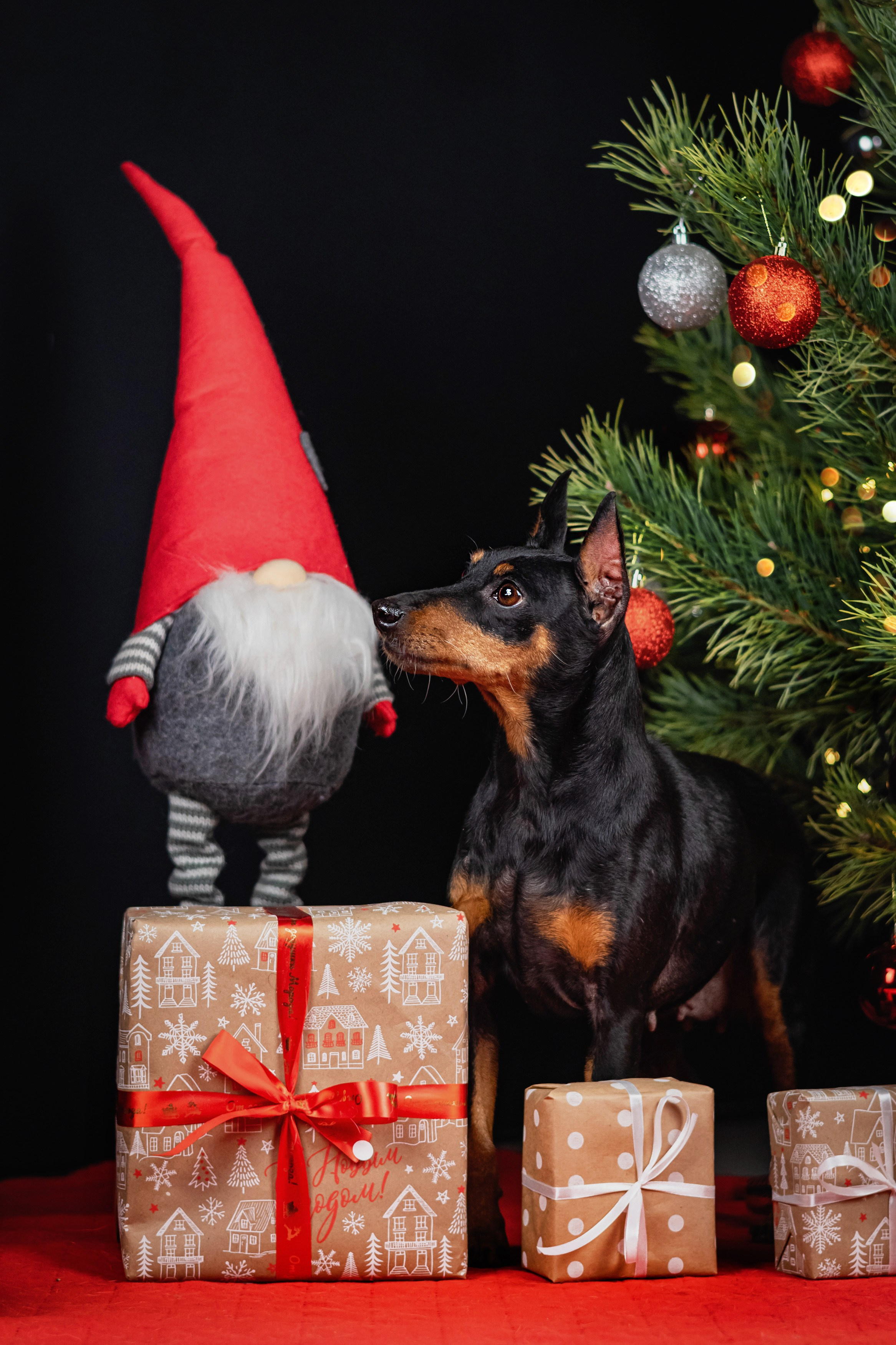 Новогодняя атмосфера в «Simply the Best». Фотограф анималист Аня Ливанова | Рыбинск