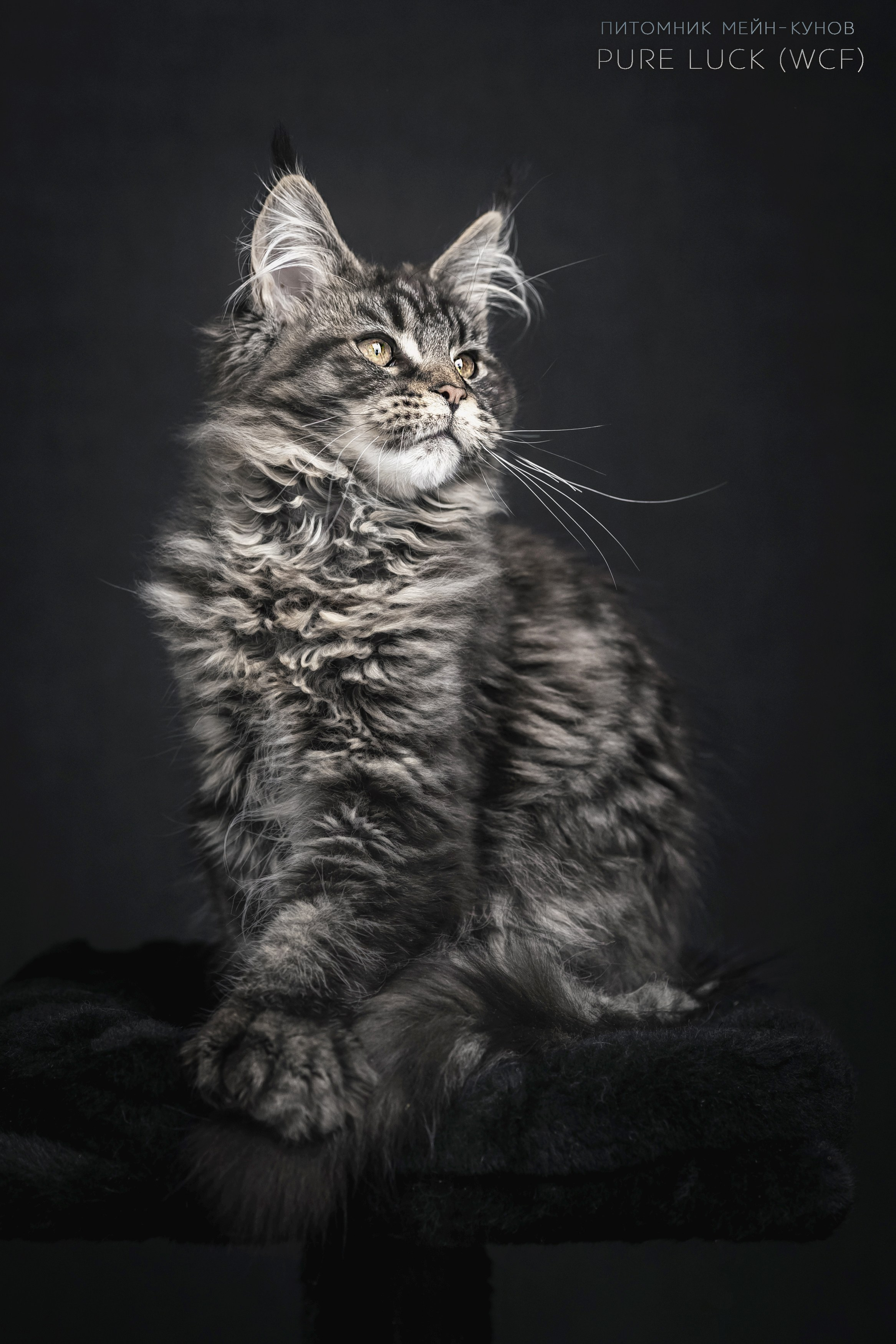 Куны. Фотограф анималист Аня Ливанова | Рыбинск