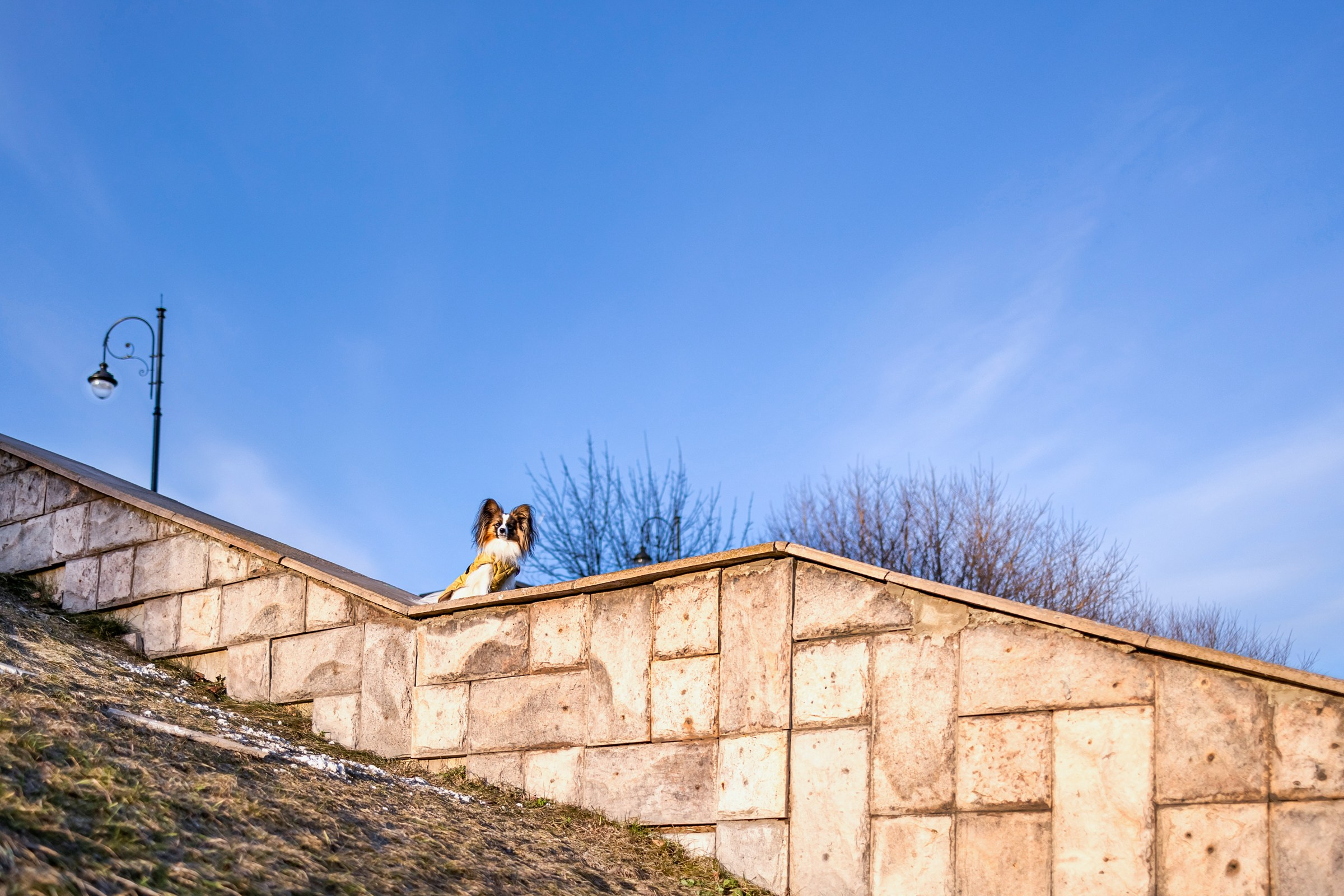 Хьюстон. Фотограф анималист Аня Ливанова | Рыбинск