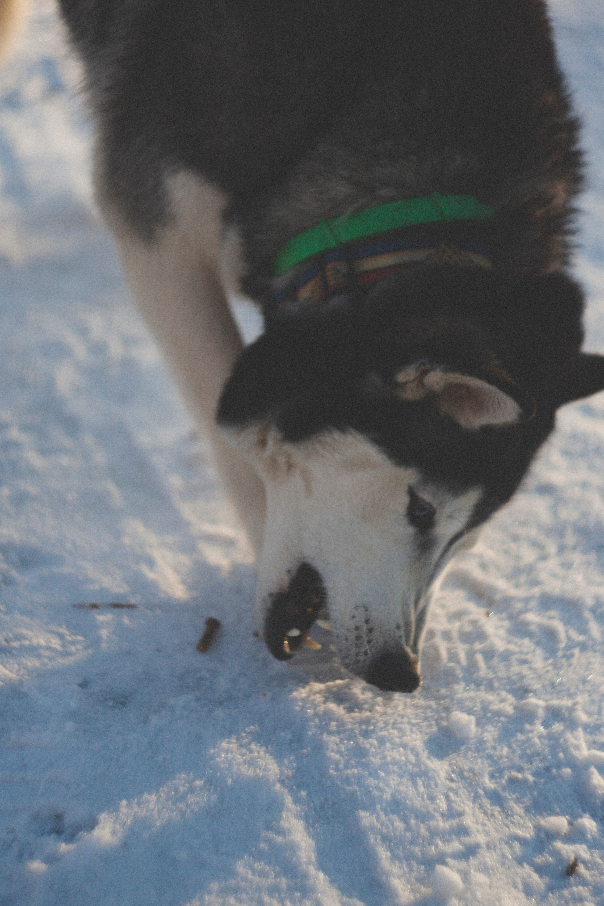 В Алексеевском саду. Фотограф Адигамова Юлия в Петербурге