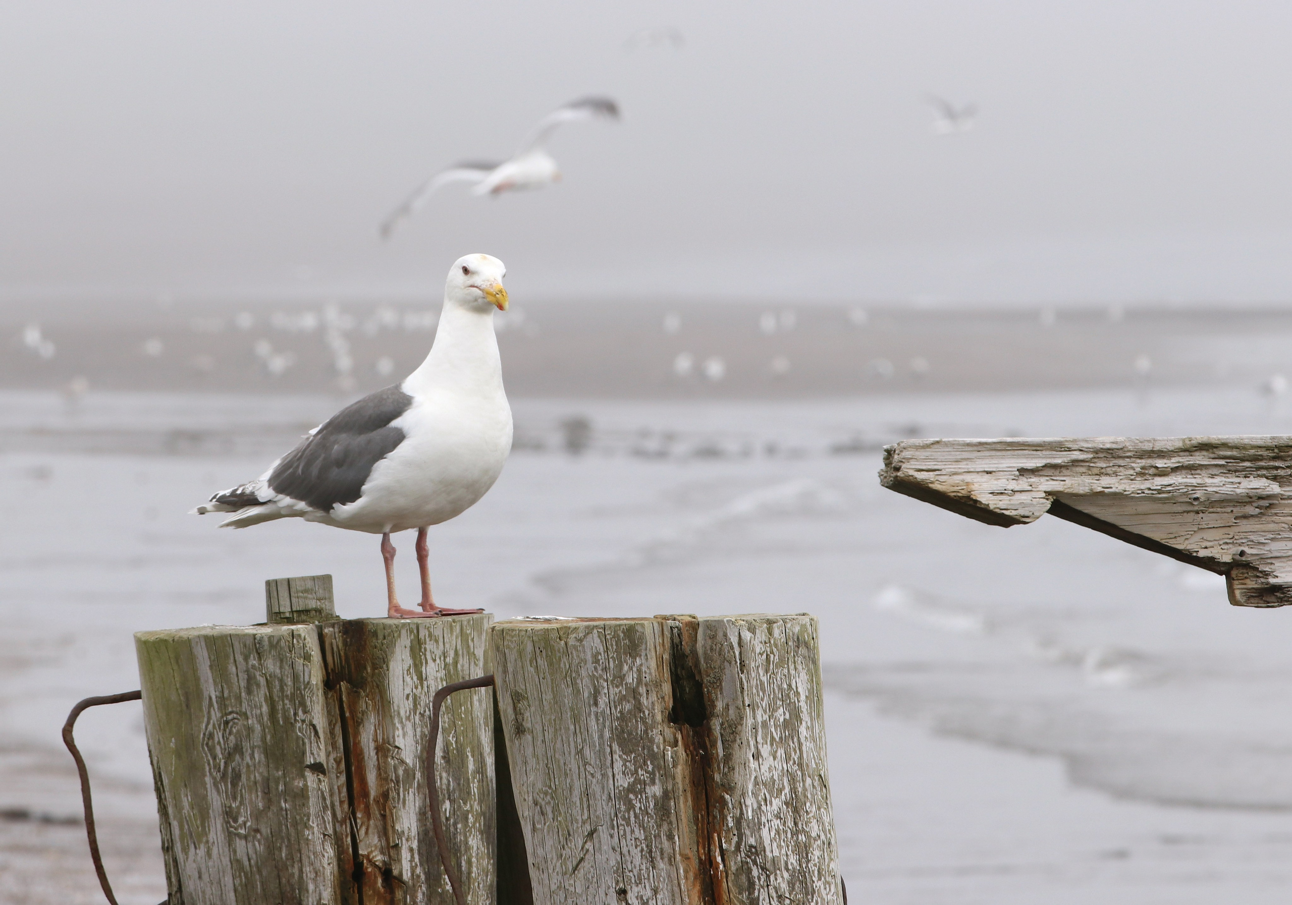 Камчатка и о. Парамушир. Июль 2024. Путешественник-фотограф из Санкт-Петербурга Татьяна Свистулина