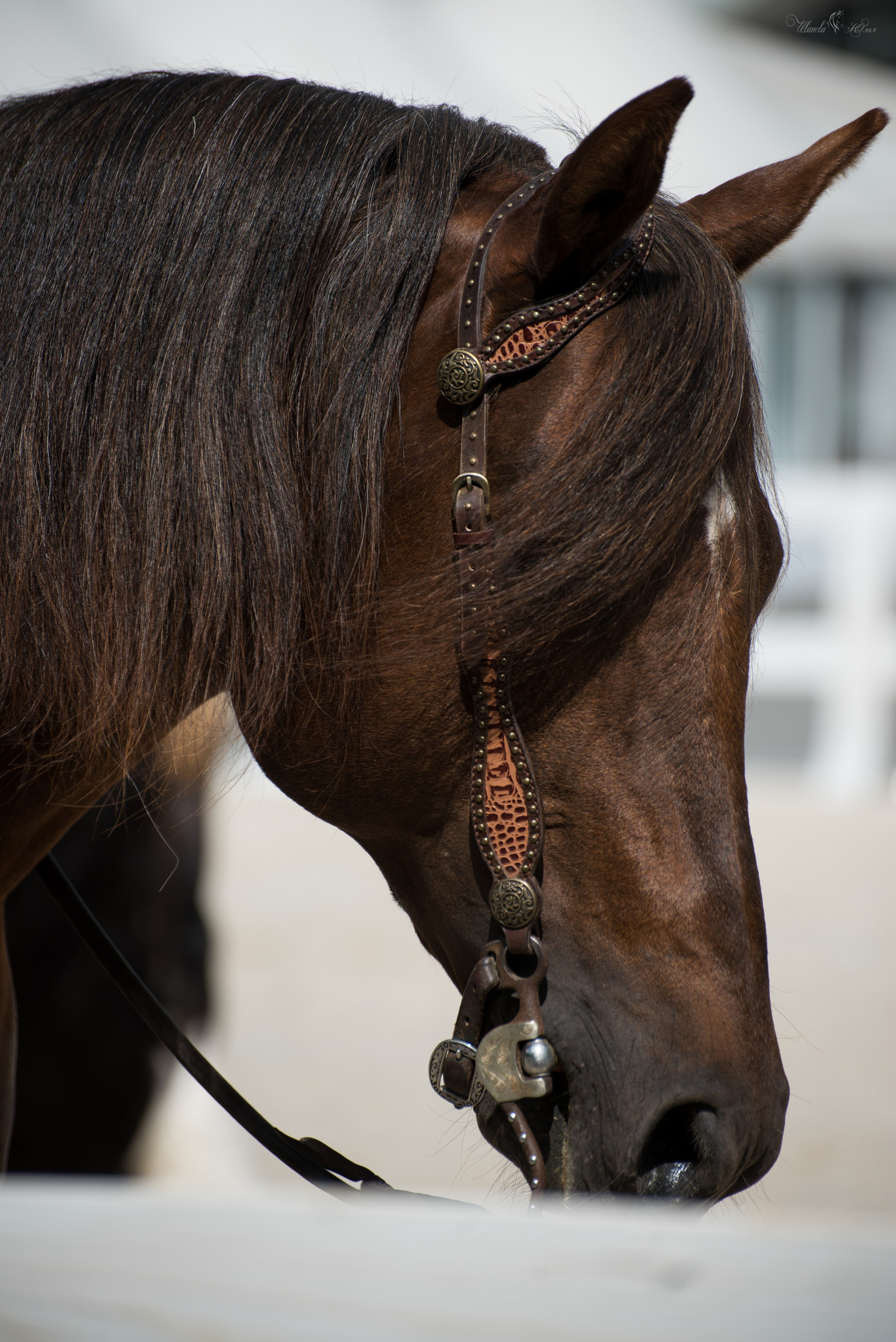 Эквирос, Москва. Конный фотограф в Саратове Юлия Иванова