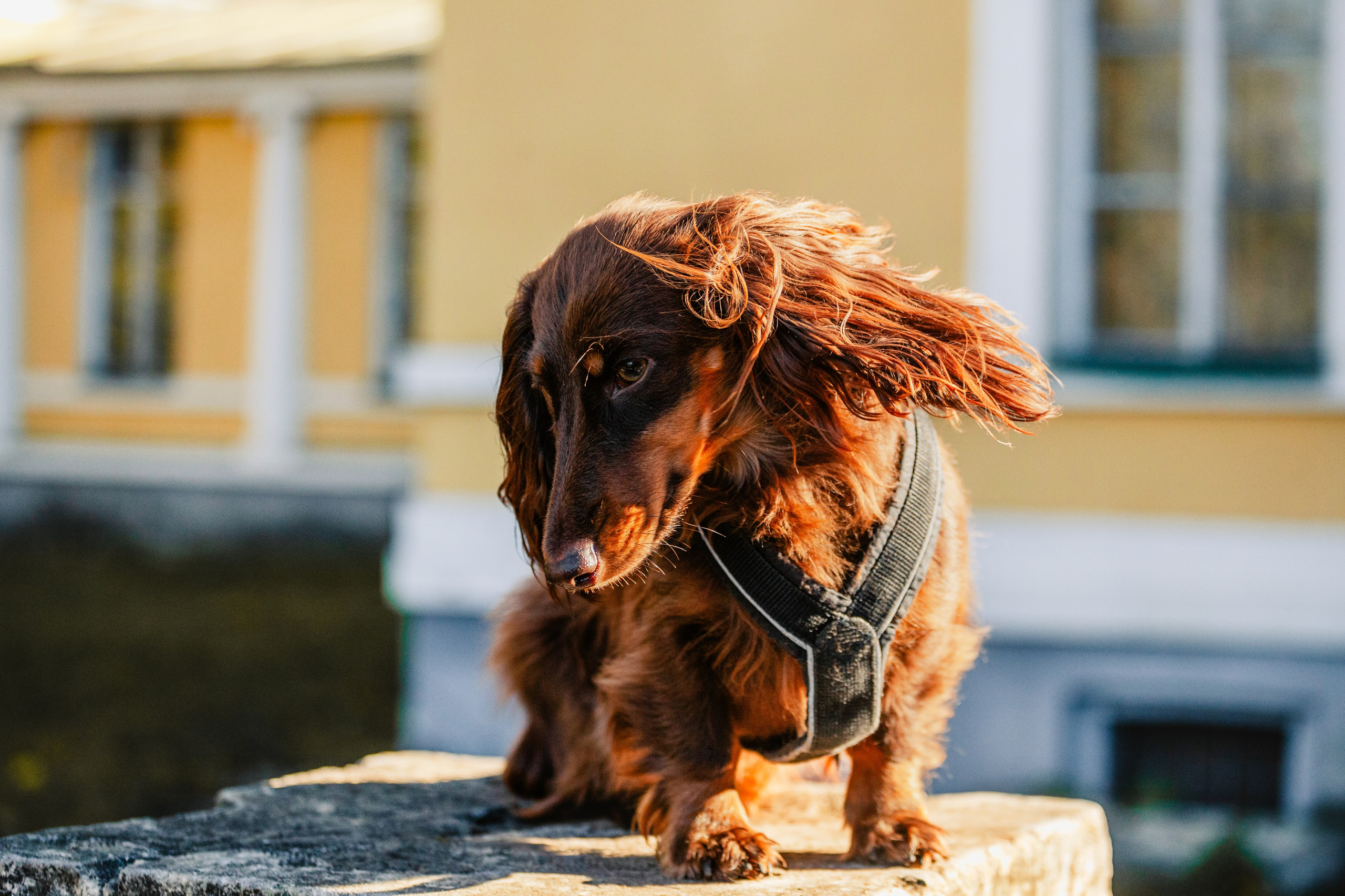Света, Хайди, Богдана. Фотограф-анималист Татьяна Степанова