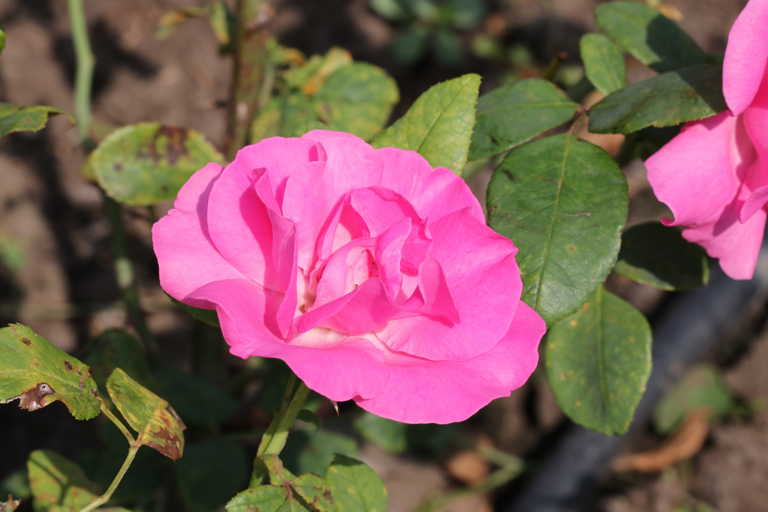 Долина роз в Кисловодске. Фото-художник и Репортажный фотограф Николаев Александр Алексеевич