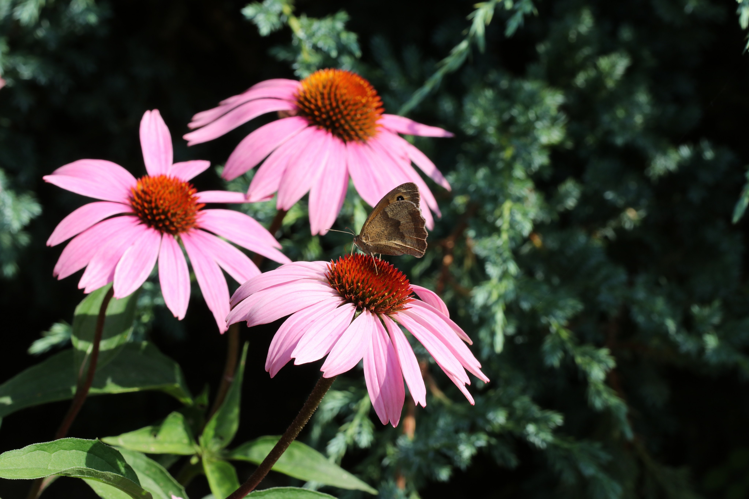 Эхинацея из Кисловодска. Фото-художник и Репортажный фотограф Николаев Александр Алексеевич