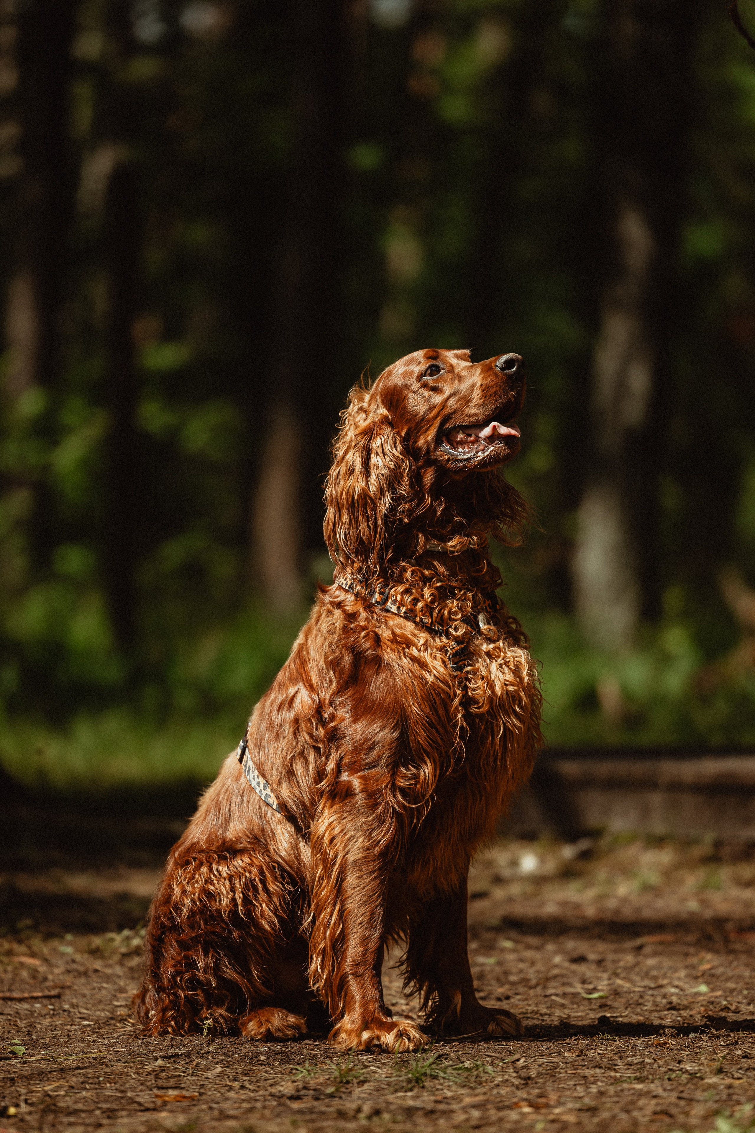 Выездной дог-тренинг от школы «Шерсть имею»