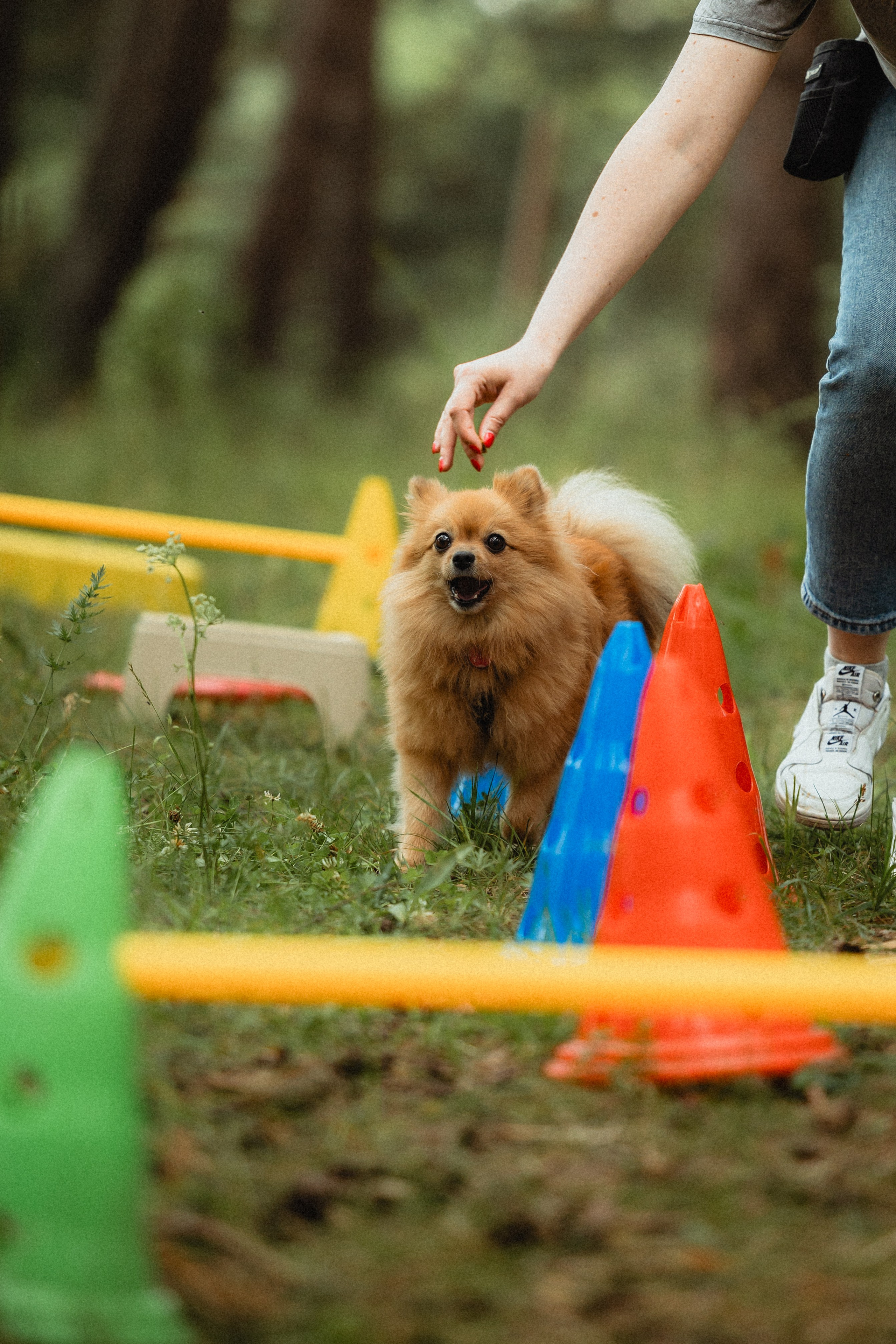 Выездной дог-тренинг от школы «Шерсть имею»