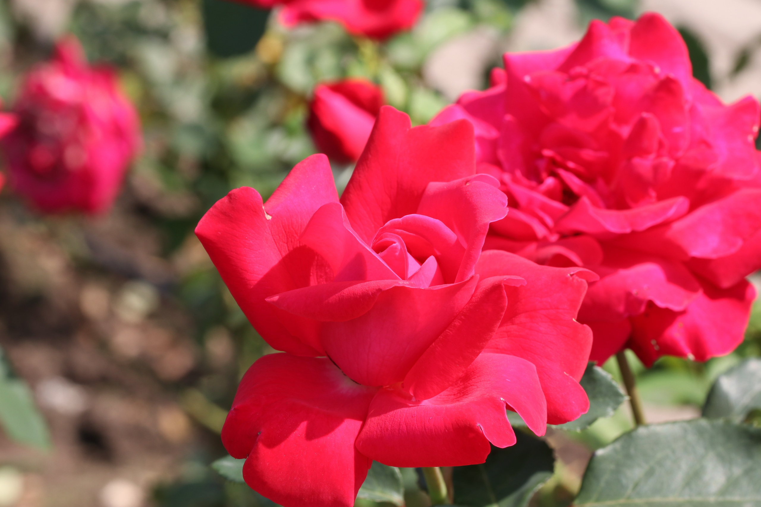 Долина роз в Кисловодске. Фото-художник и Репортажный фотограф Николаев Александр Алексеевич