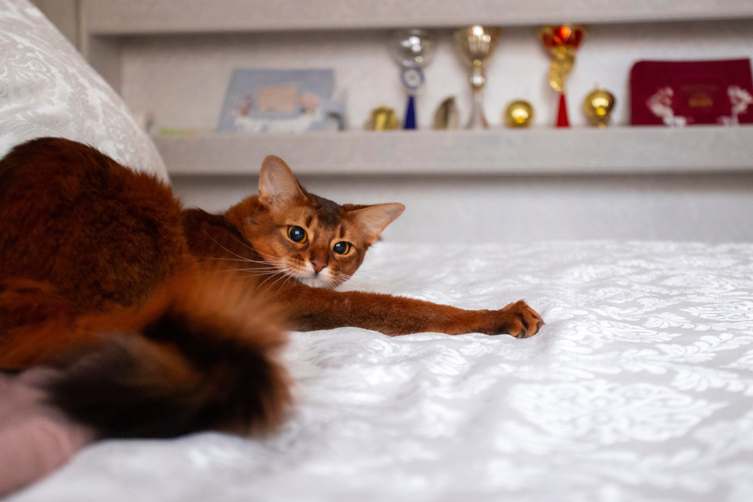 Сомали. Art my Pho