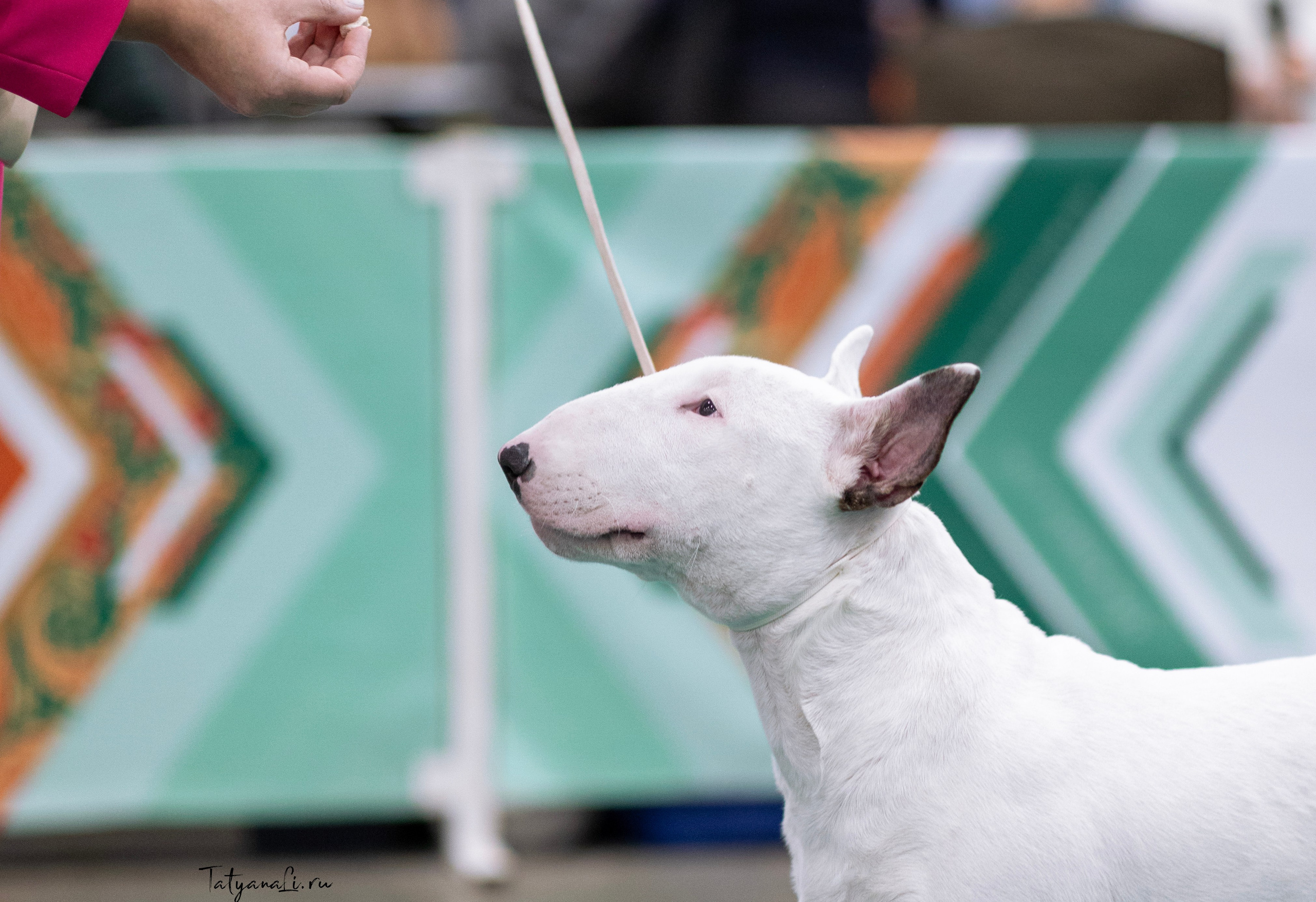 Евразия. Фотограф — анималист Татьяна Ли