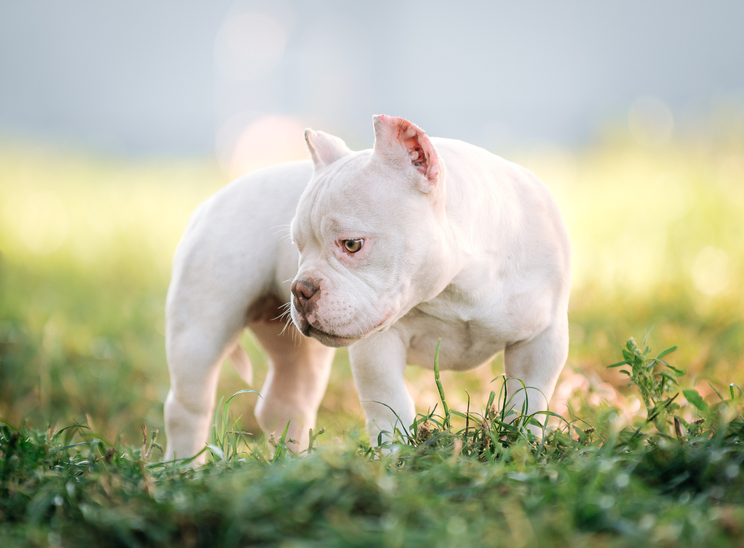 Американский булли щенки. Главная