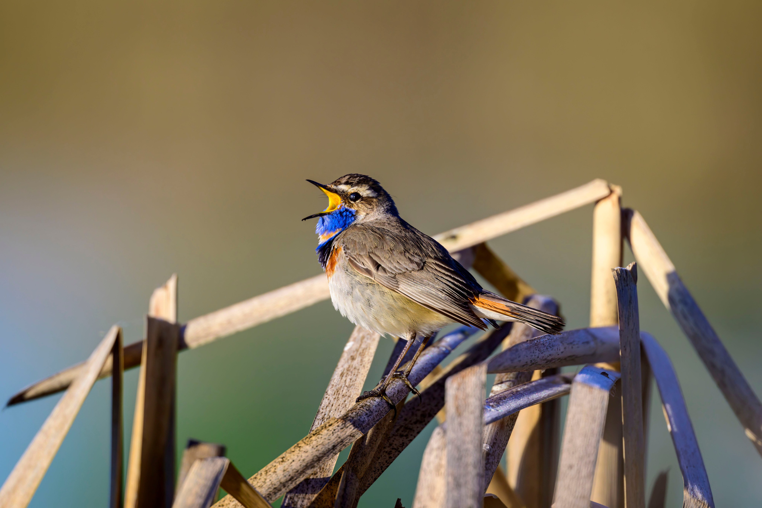 Варакушка. Фотограф Сергей Пупонин