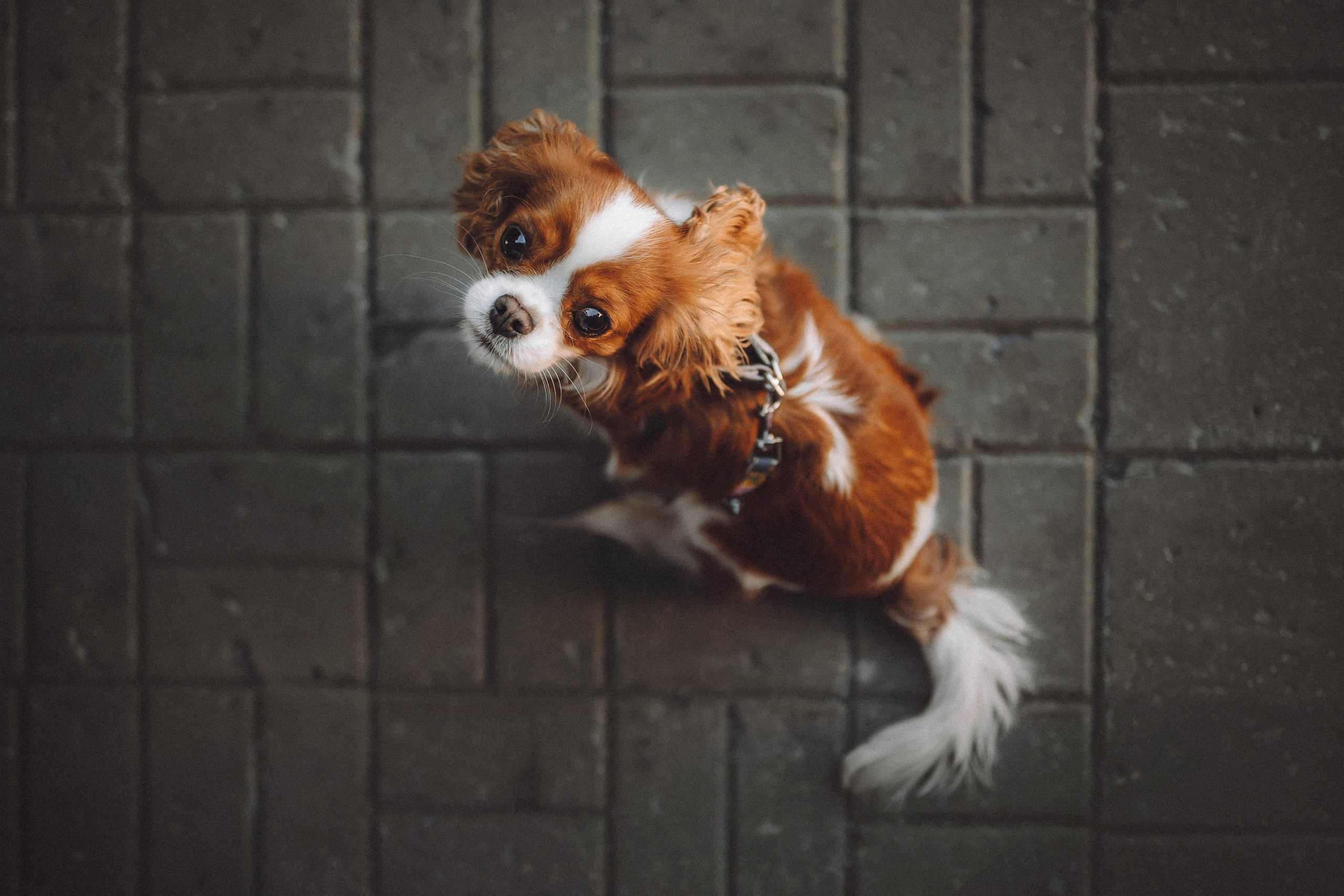 Ириска и ее семья