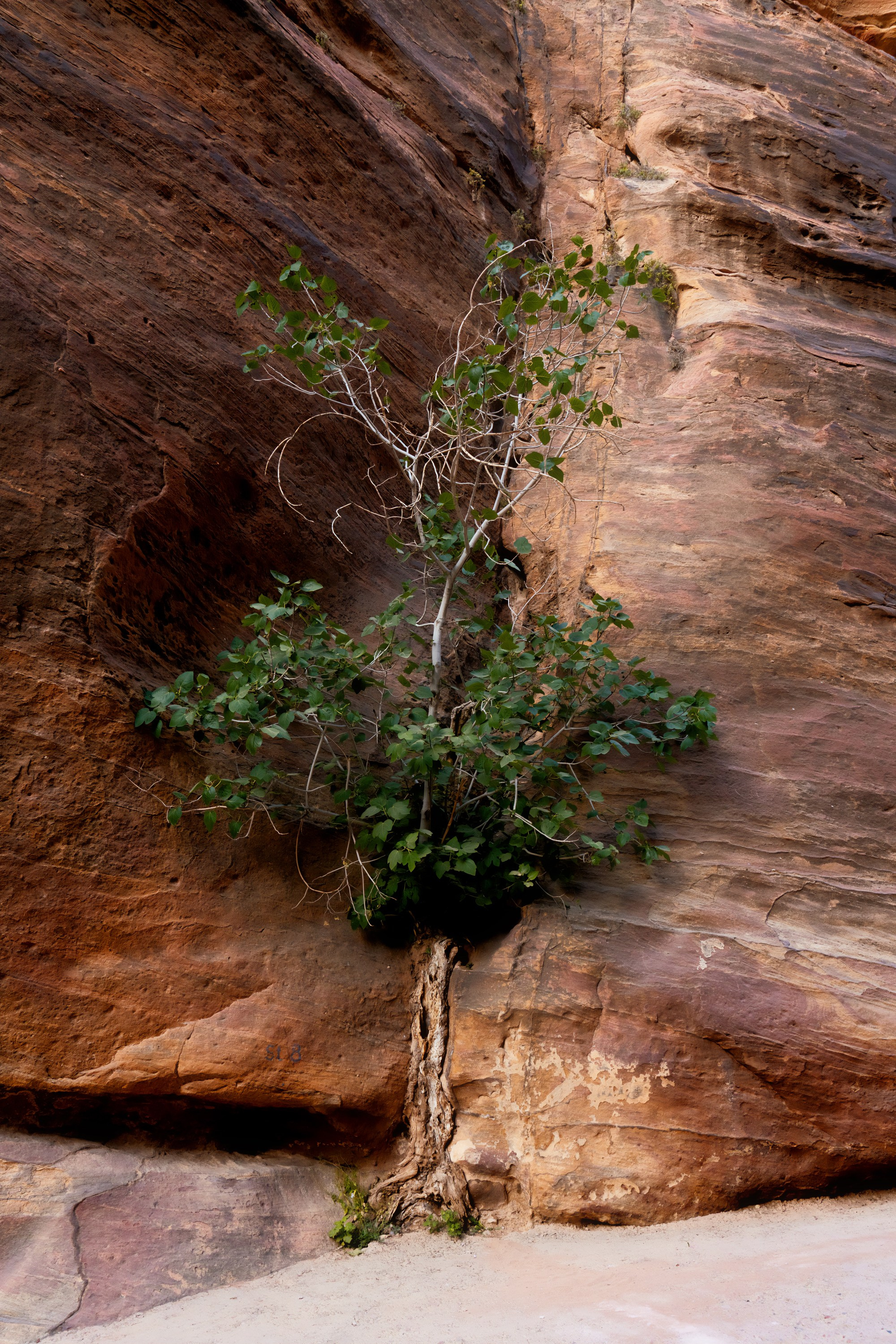 Турция, Греция, Иордания. Фотограф в Хабаровске. Фотография за 24 часа