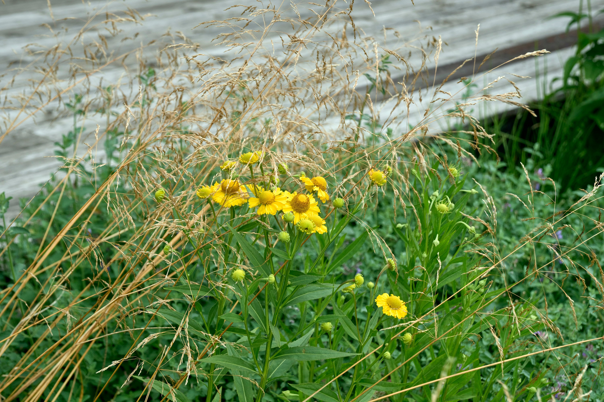 Ландшафтный и интерьерный фотограф Наталья Соловьева. Фотосъемка частного сада под Гатчиной для Таисьи Игошиной | interioto