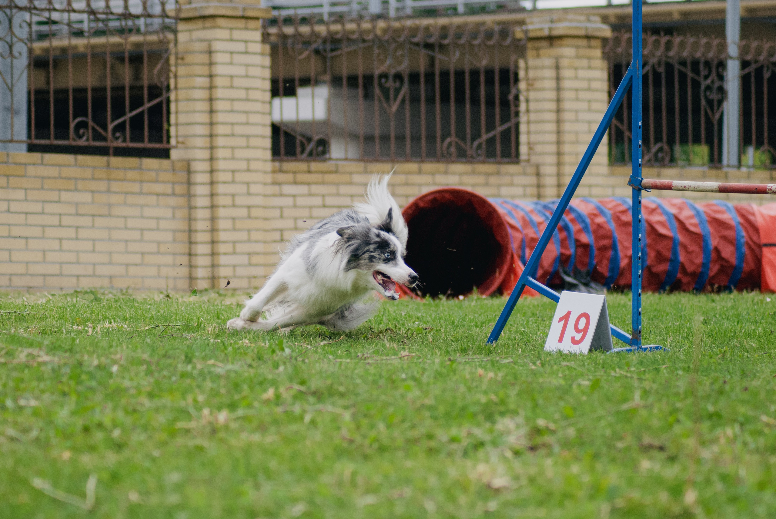 Аджилити. Фотограф в Тюмени Лизавета Сапицкая