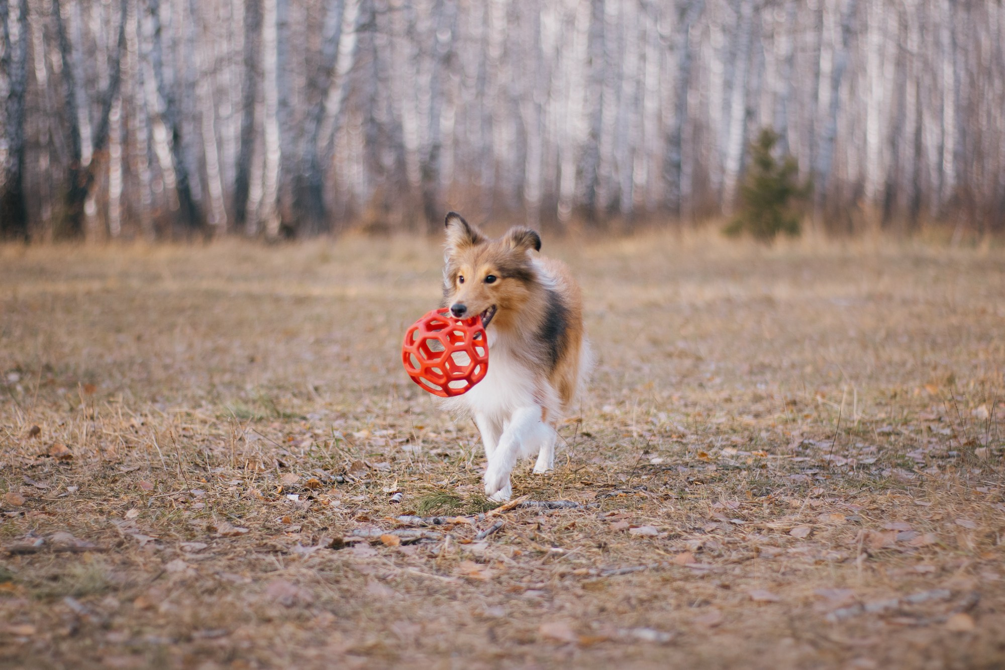 Анна и Габи. Фотограф в Тюмени Лизавета Сапицкая