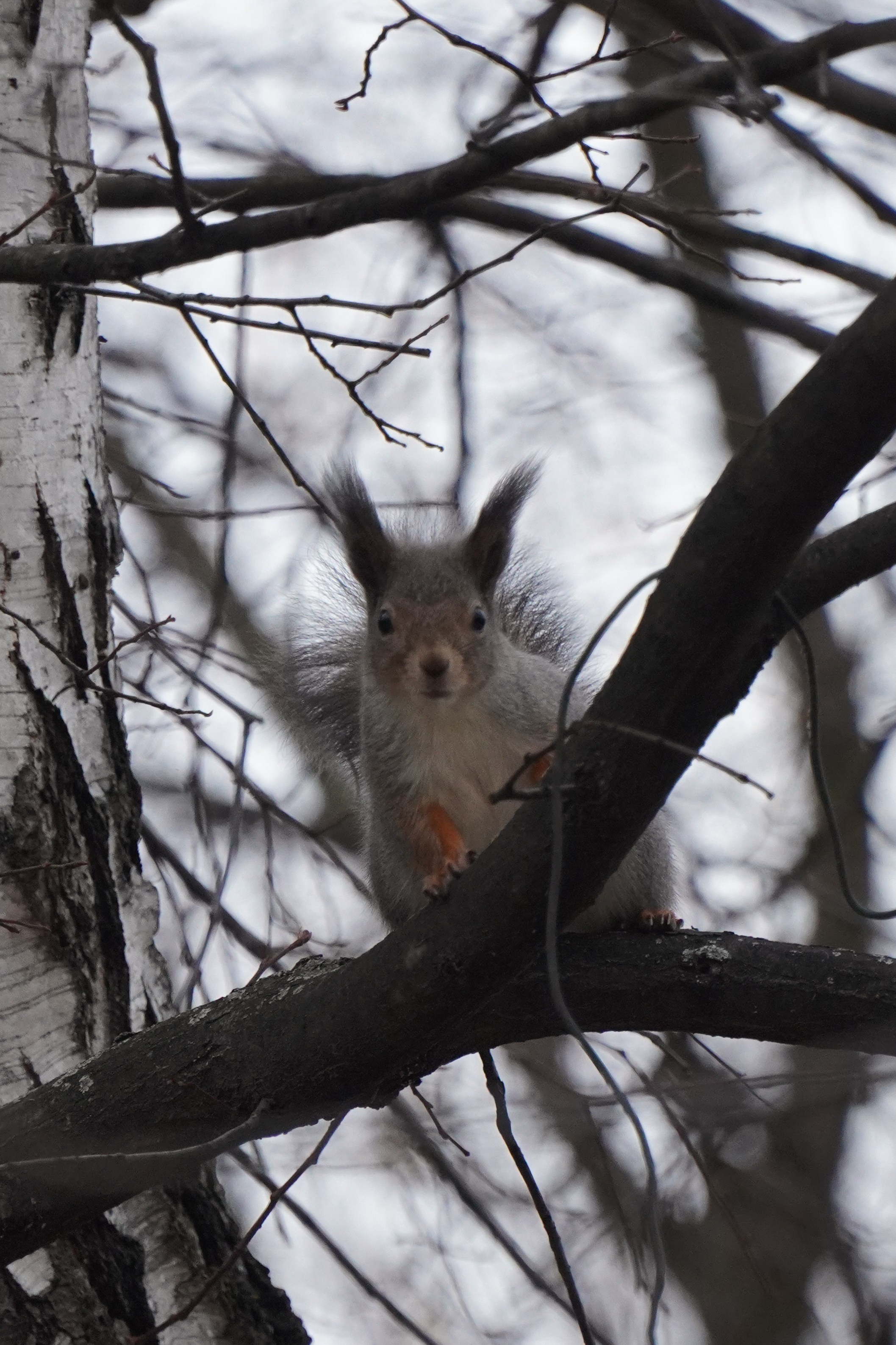 Зелёное Кольцо Москвы 2024 3-й этап. Роман Капилюшов. Бег. Фото. Видео. г. Люберцы