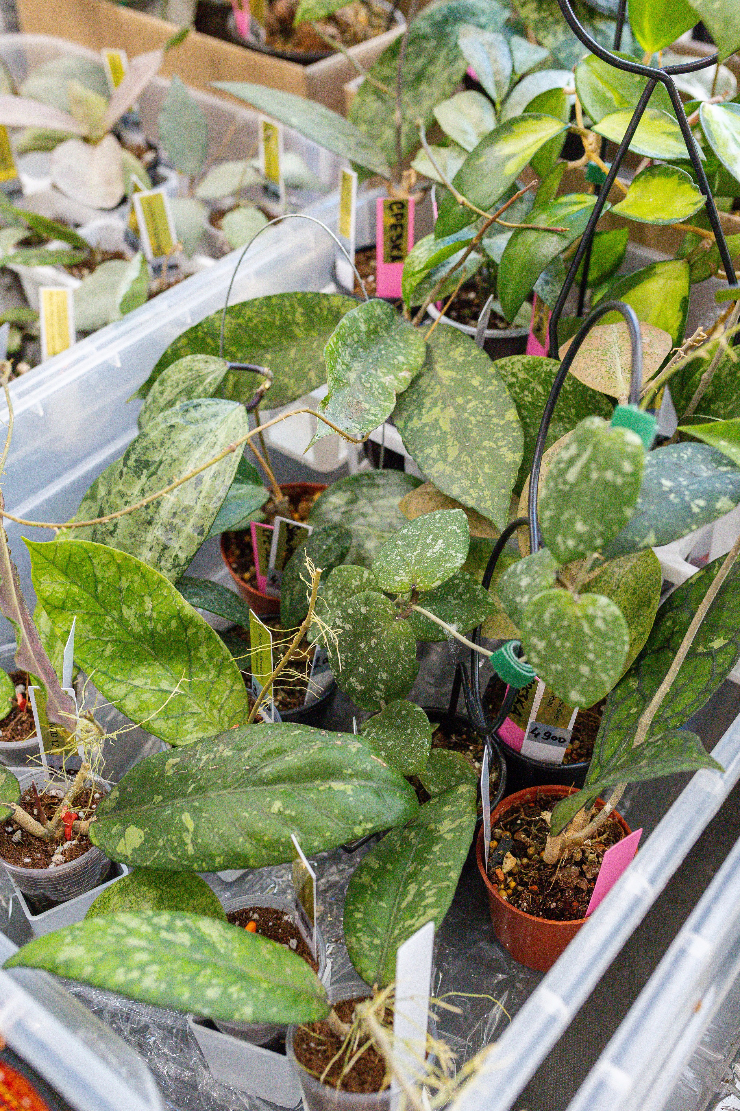 Монстериум 11–12 октября. Александра Куликова фотограф, Москва