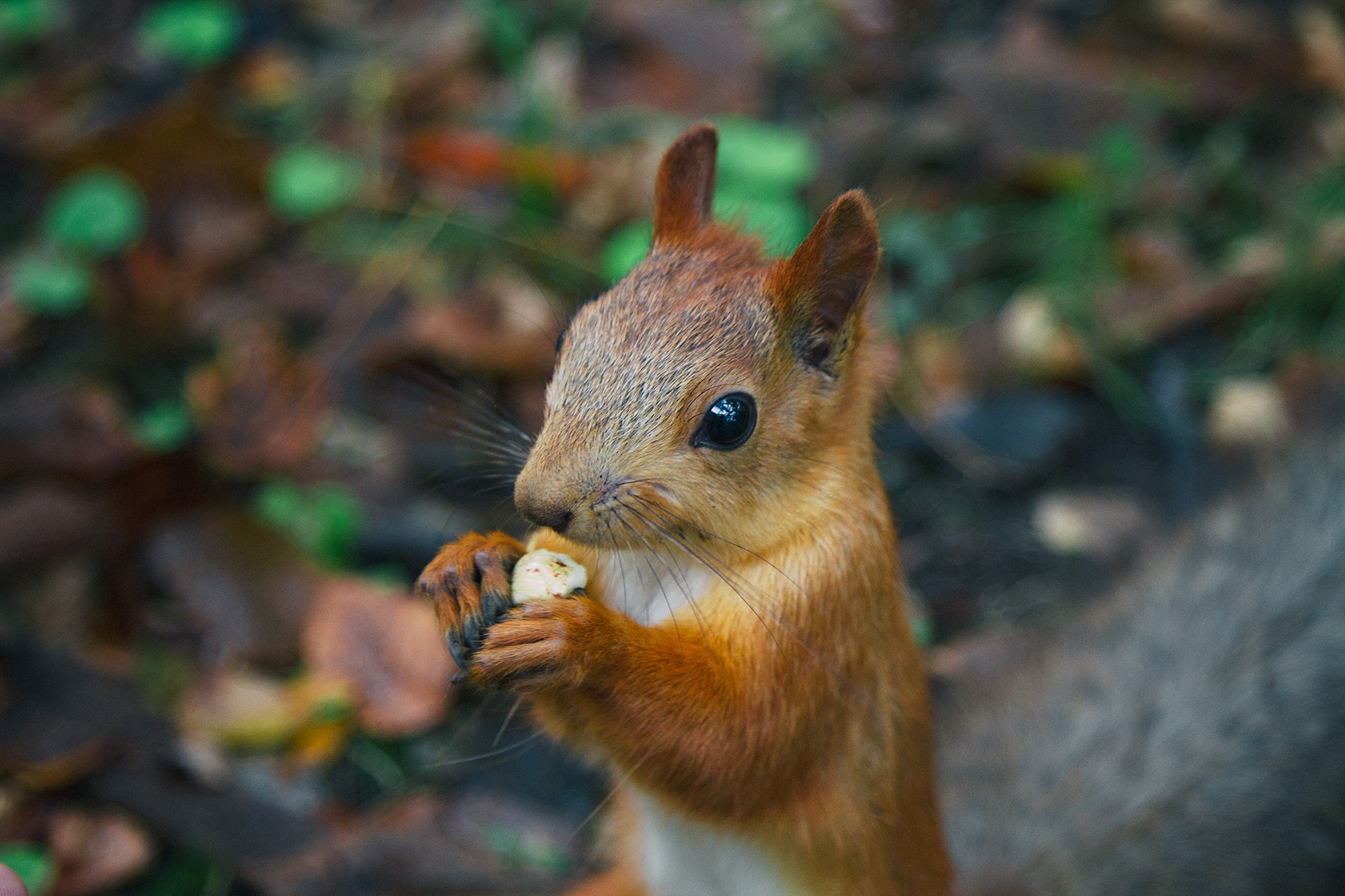 Фотограф Алексей Седойкин