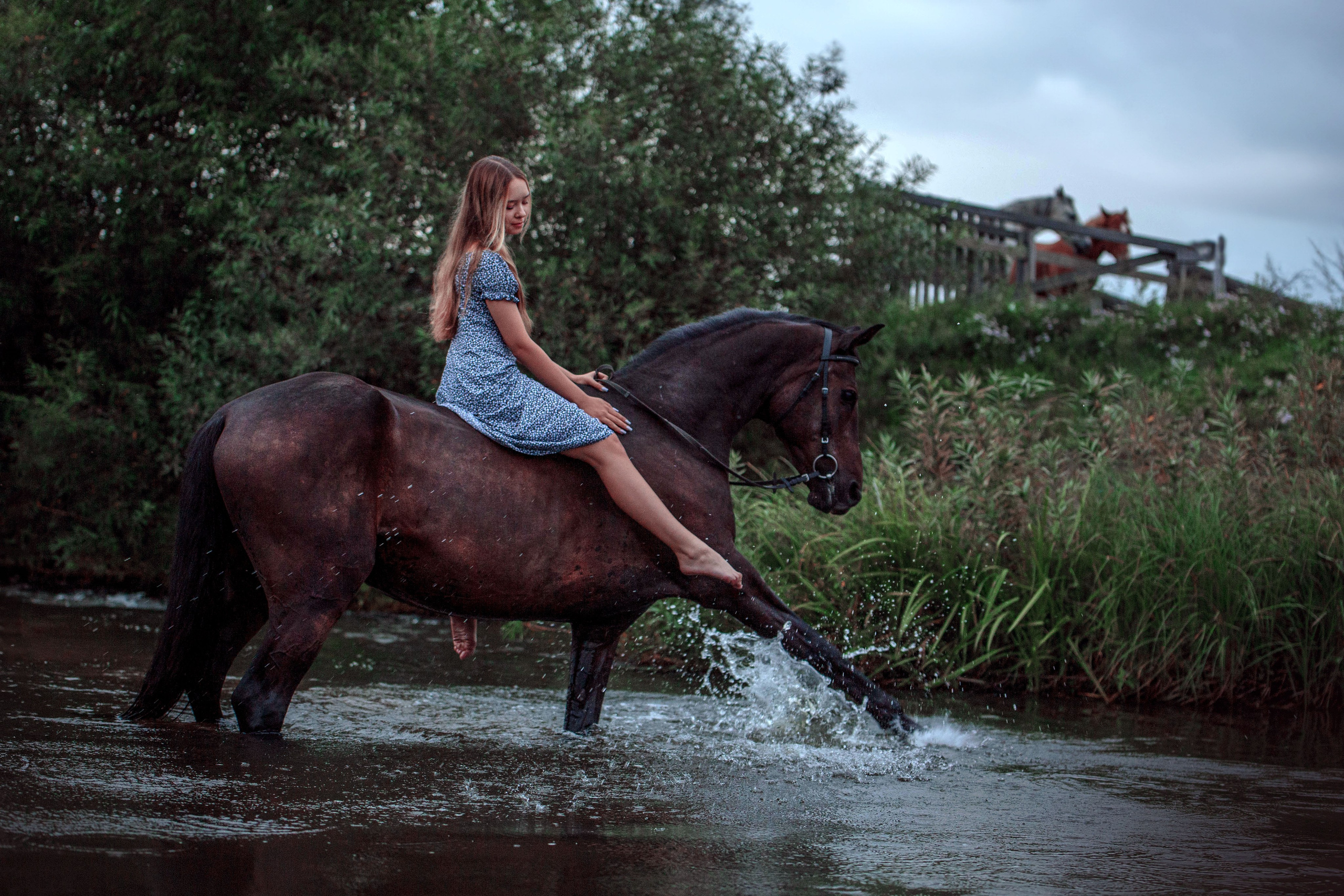 Конный двор. Конный фотограф в Красноярске — Любовь Похабова