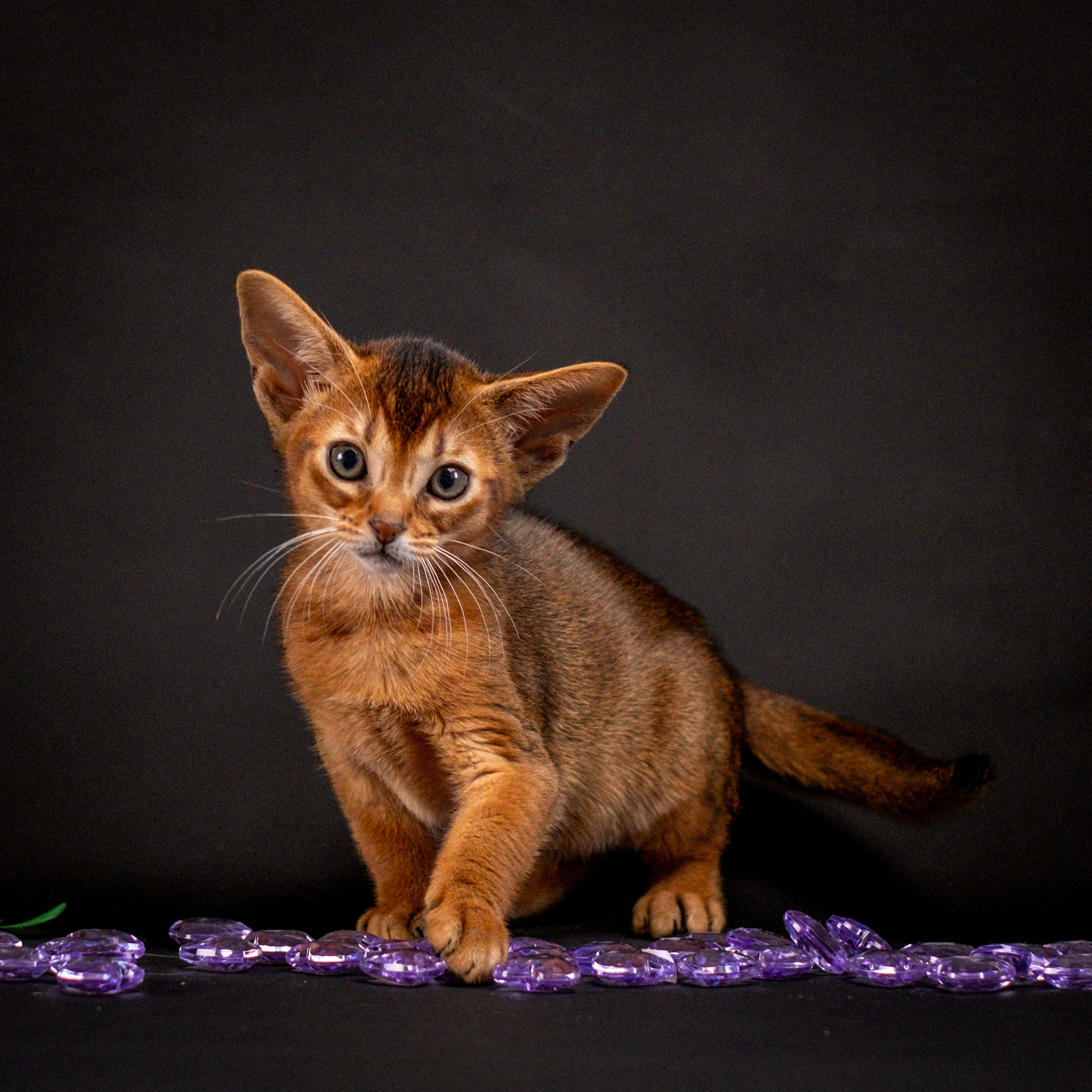 Абиссинцы для Натальи). Зоофотограф, фотограф животных в Москве и области Дина Дамоцева