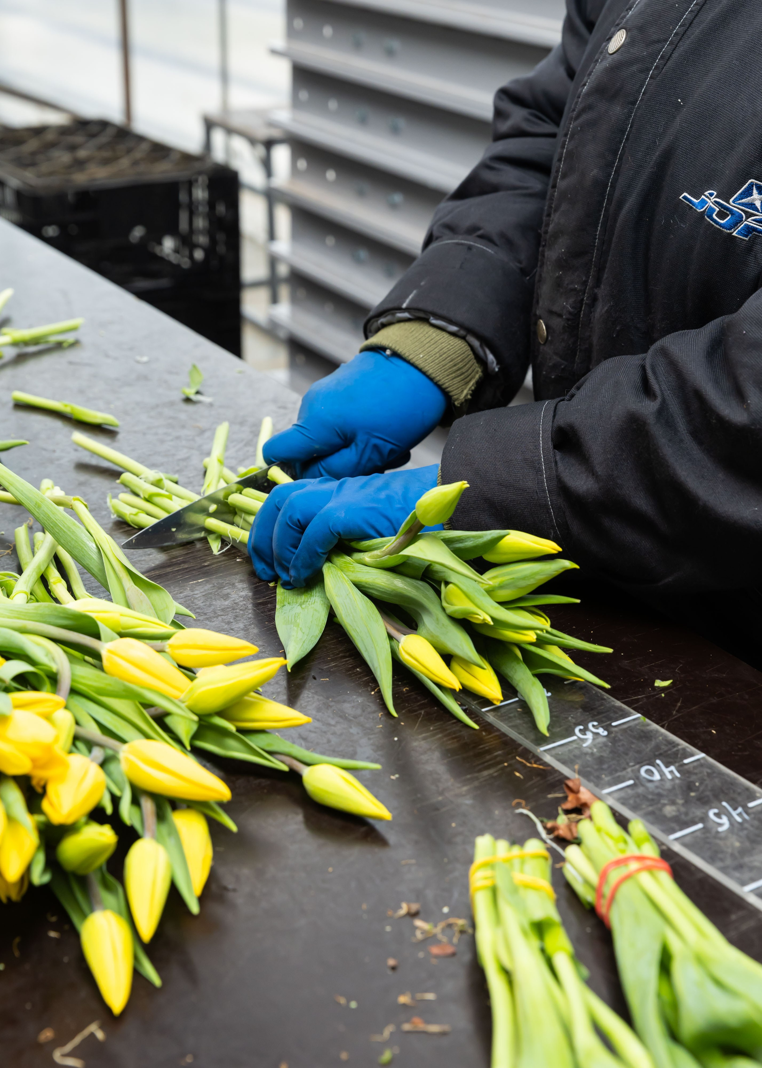 ЦВЕТЫ. ФОТОГРАФ ВИНОГРАДОВА ДАРЬЯ