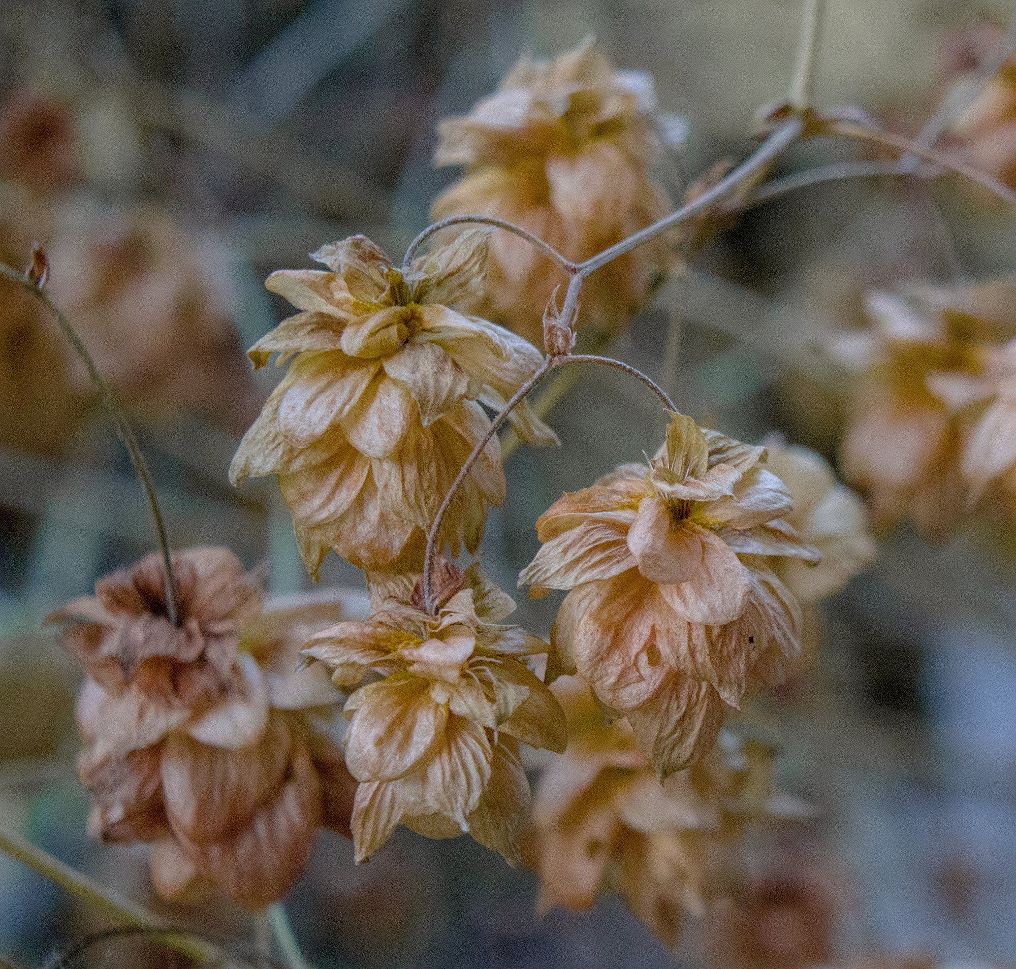 Природное. Обо всём