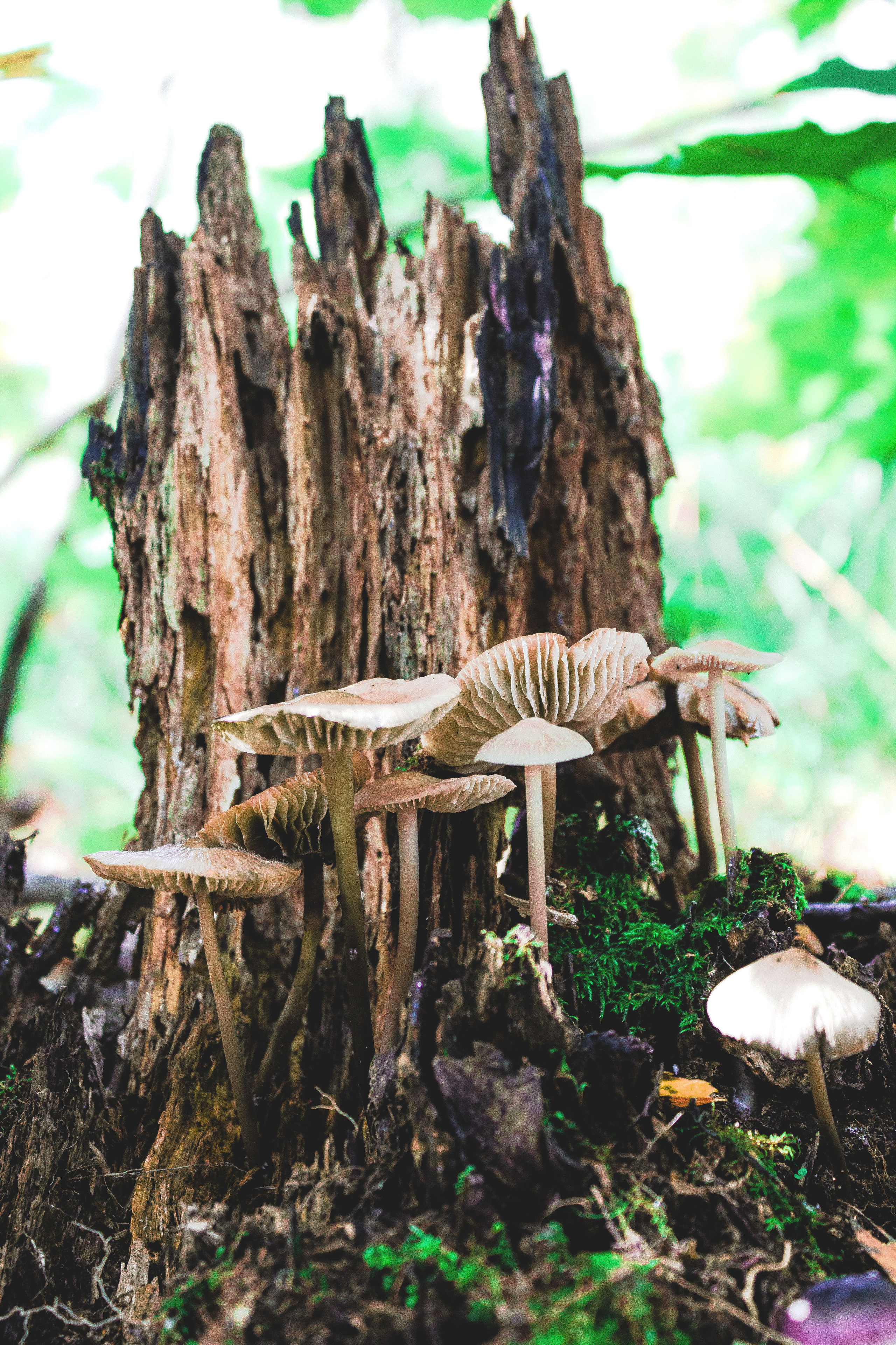 Природное. Обо всём