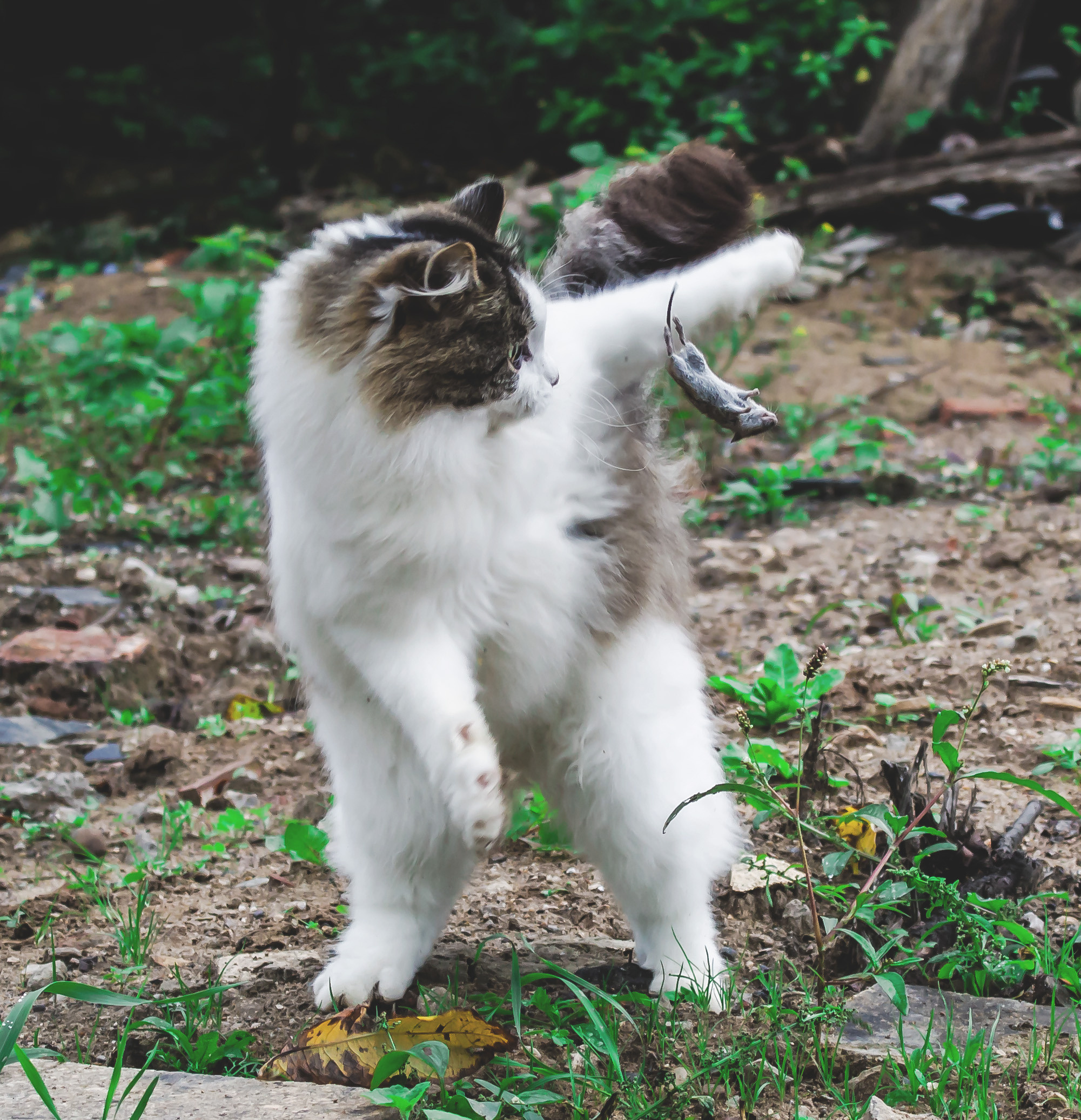 Животные. Обо всём