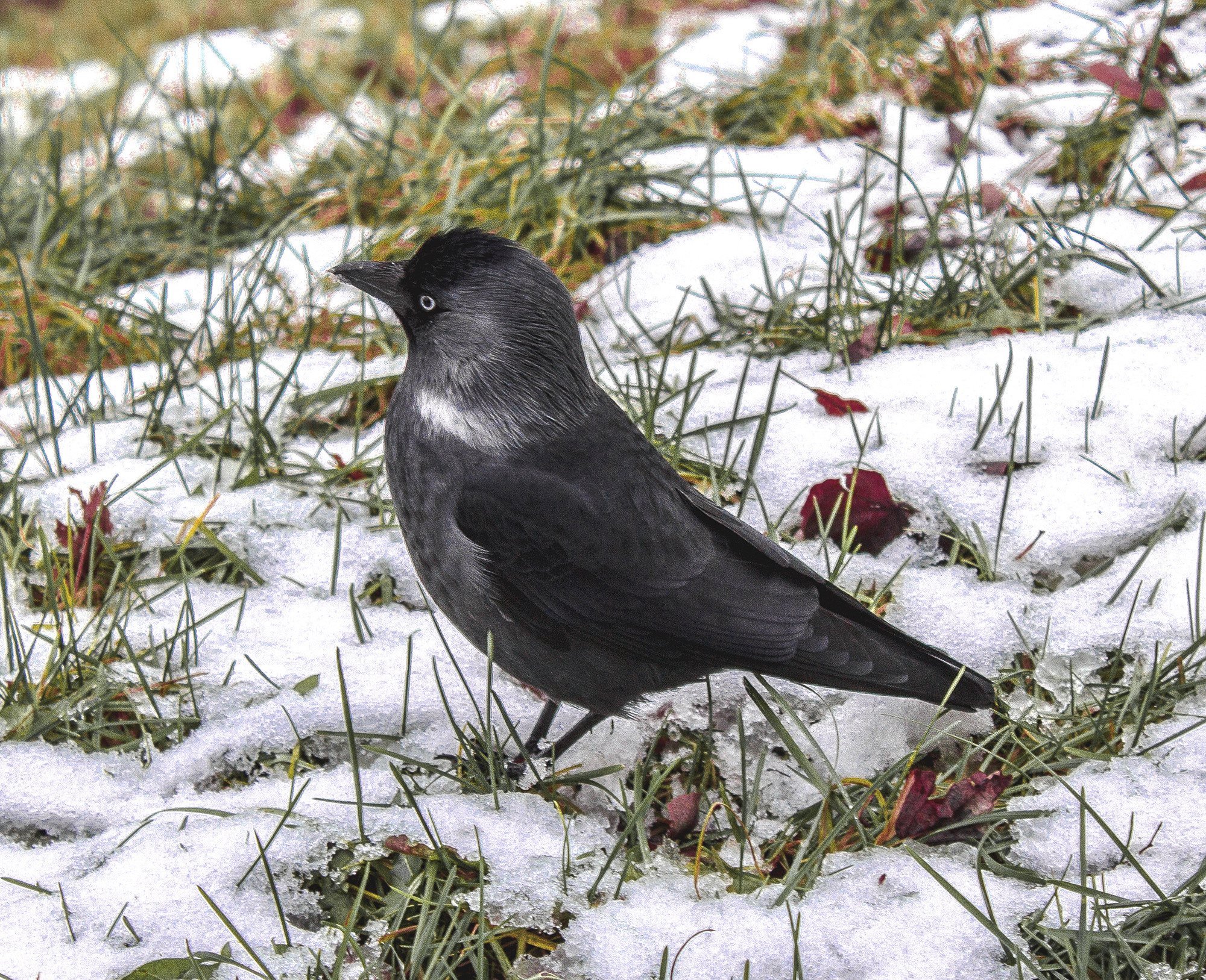 Животные. Обо всём